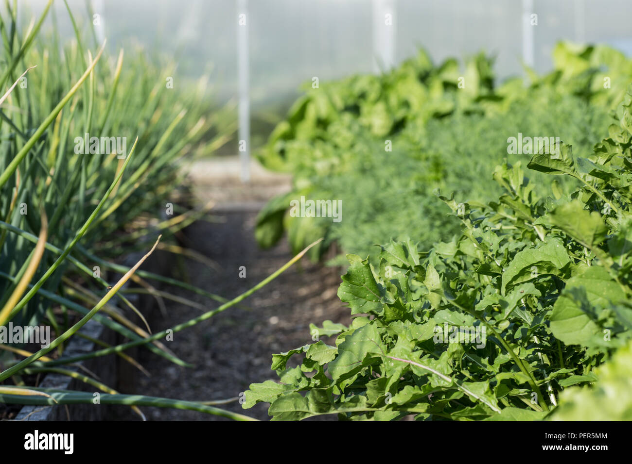Onion plantation hi-res stock photography and images - Alamy