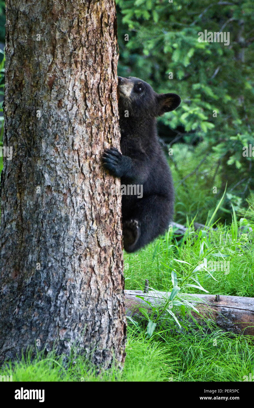 Baby american black bear hi-res stock photography and images - Alamy