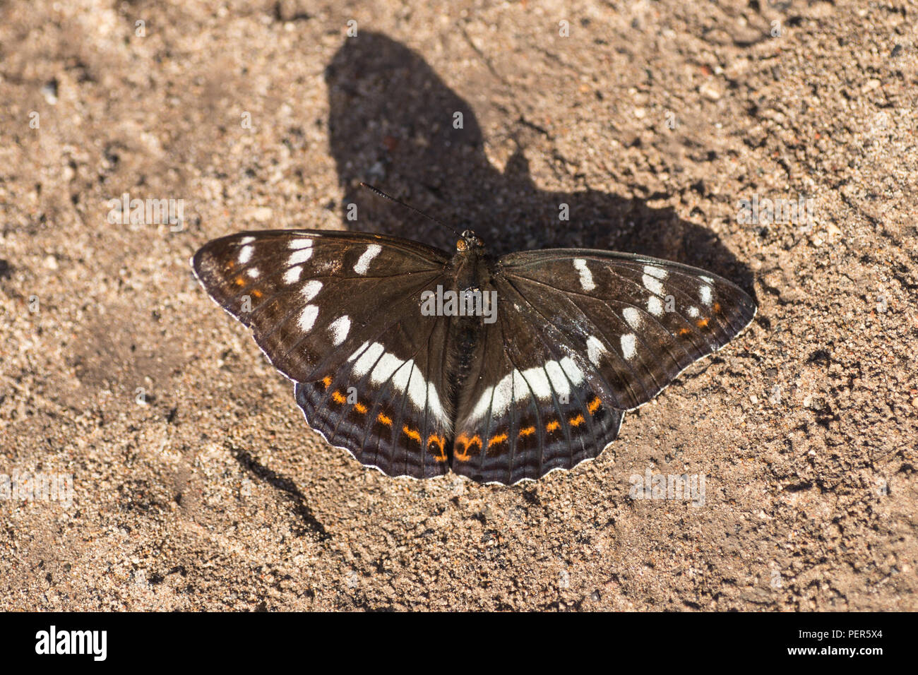 Butterfly on Sand Crewel main image 0