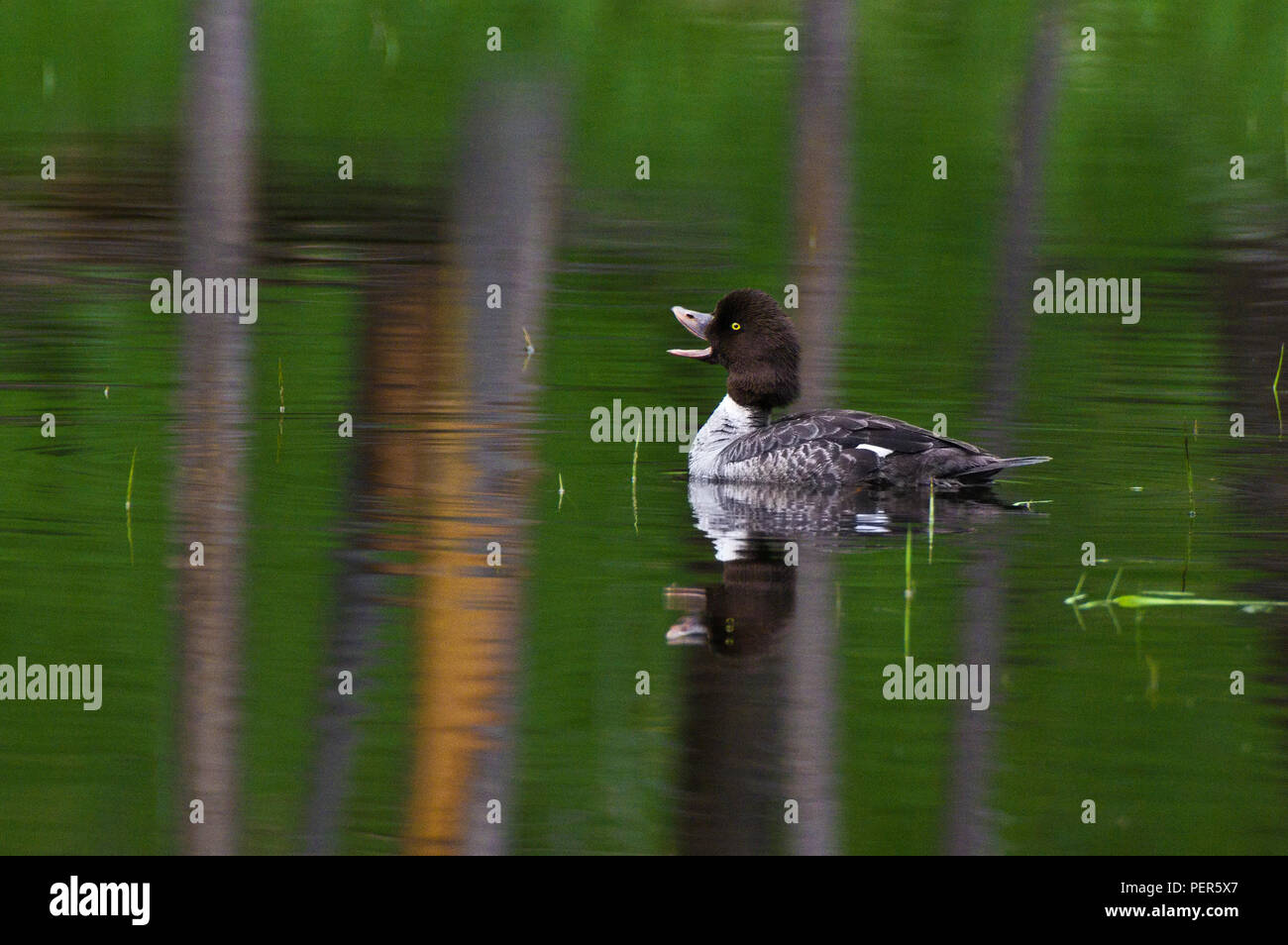 Common Goldeneye immature male quacking with mouth open in morning light, Yellowstone National Park, Wyoming, United States Stock Photo