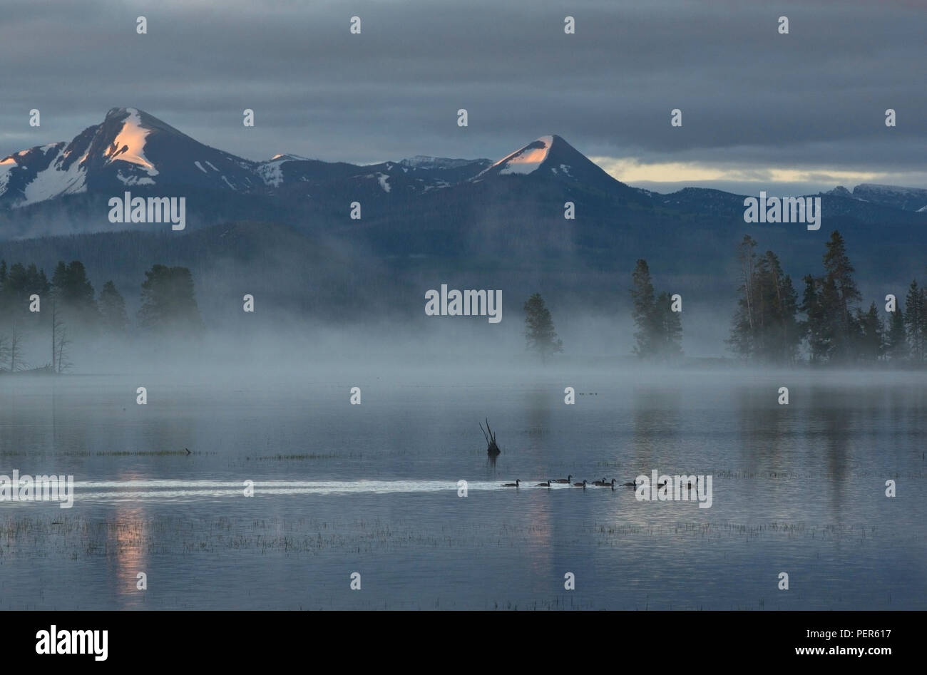 Misty morning on Lake Yellowstone with first light hitting the Absaroka mountains, and geese swimming across the water, in Yellowstone National Park. Stock Photo