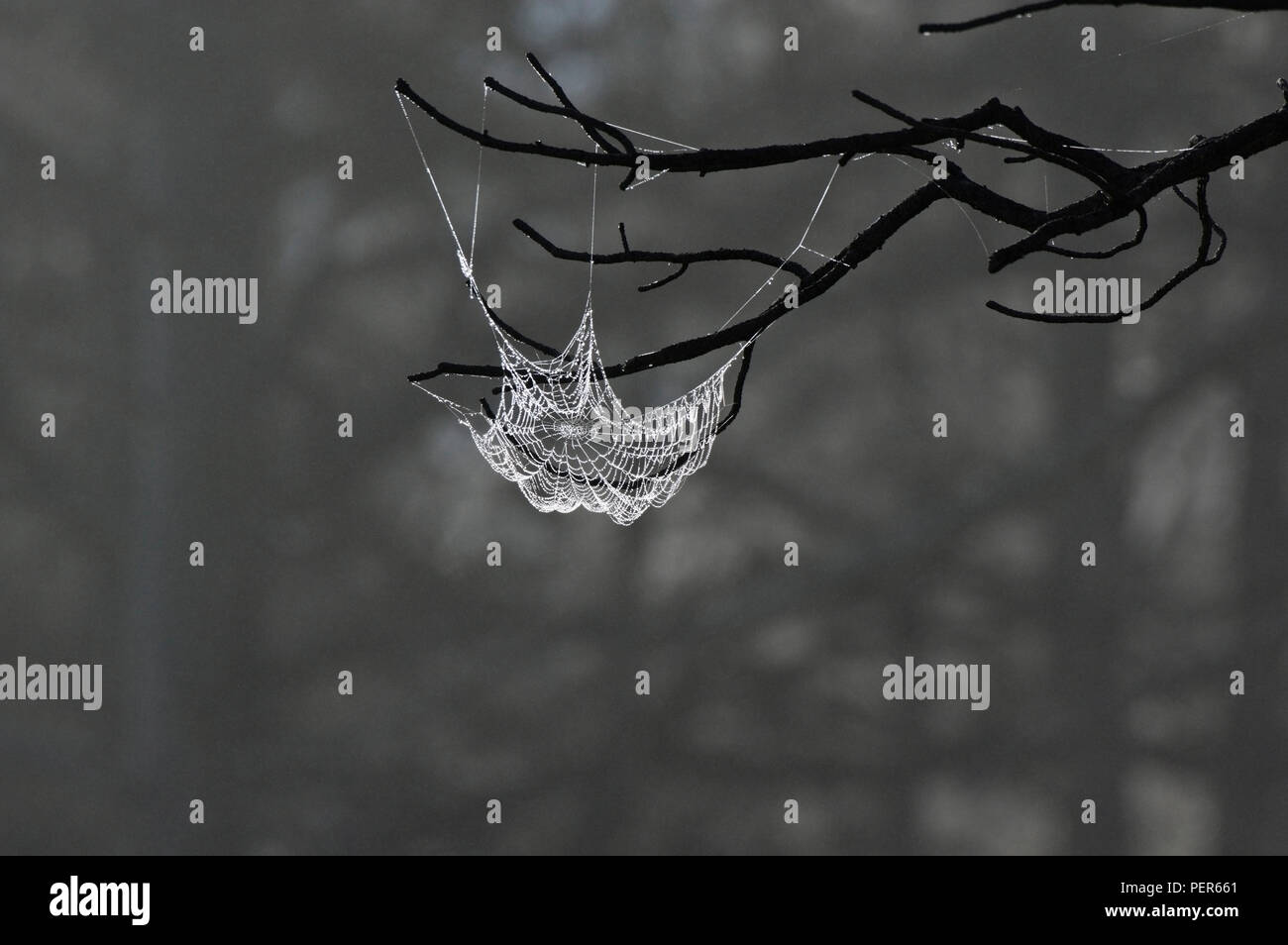 Spider web hanging from a  tree in the mist, Yellowstone National Park, Wyoming, United States Stock Photo