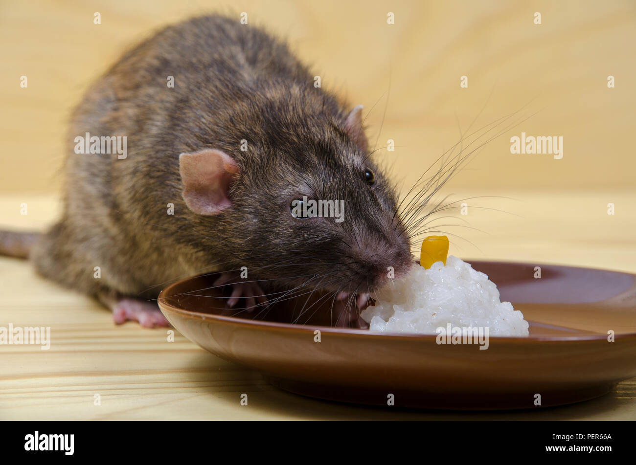 Rice Rat Stock Photos & Rice Rat Stock Images Alamy