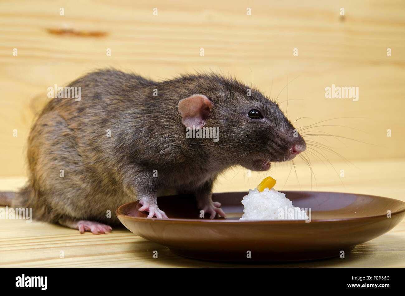 Rat eats 2024