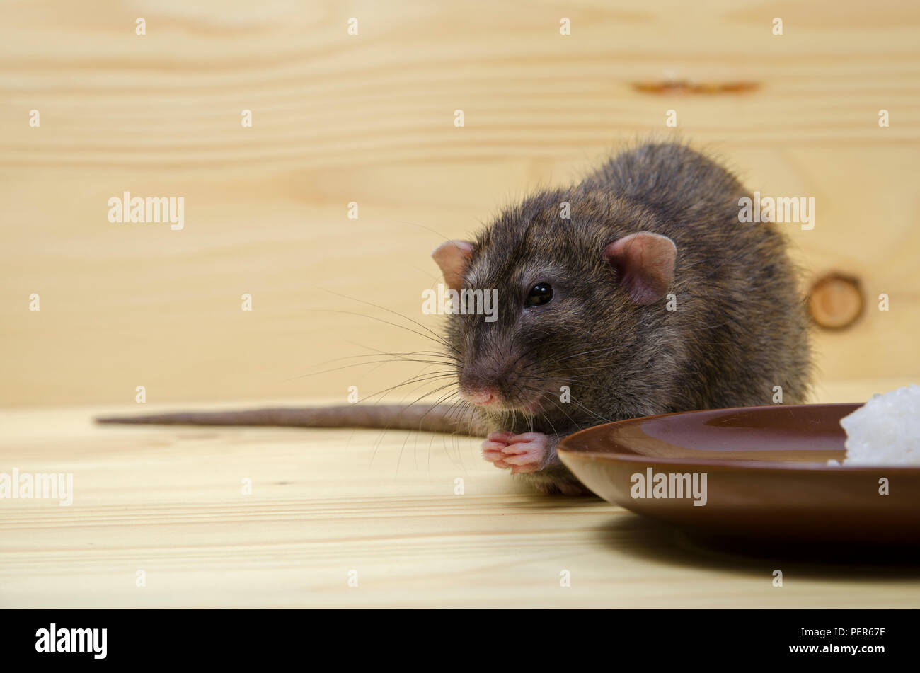 Rice rat hires stock photography and images Alamy
