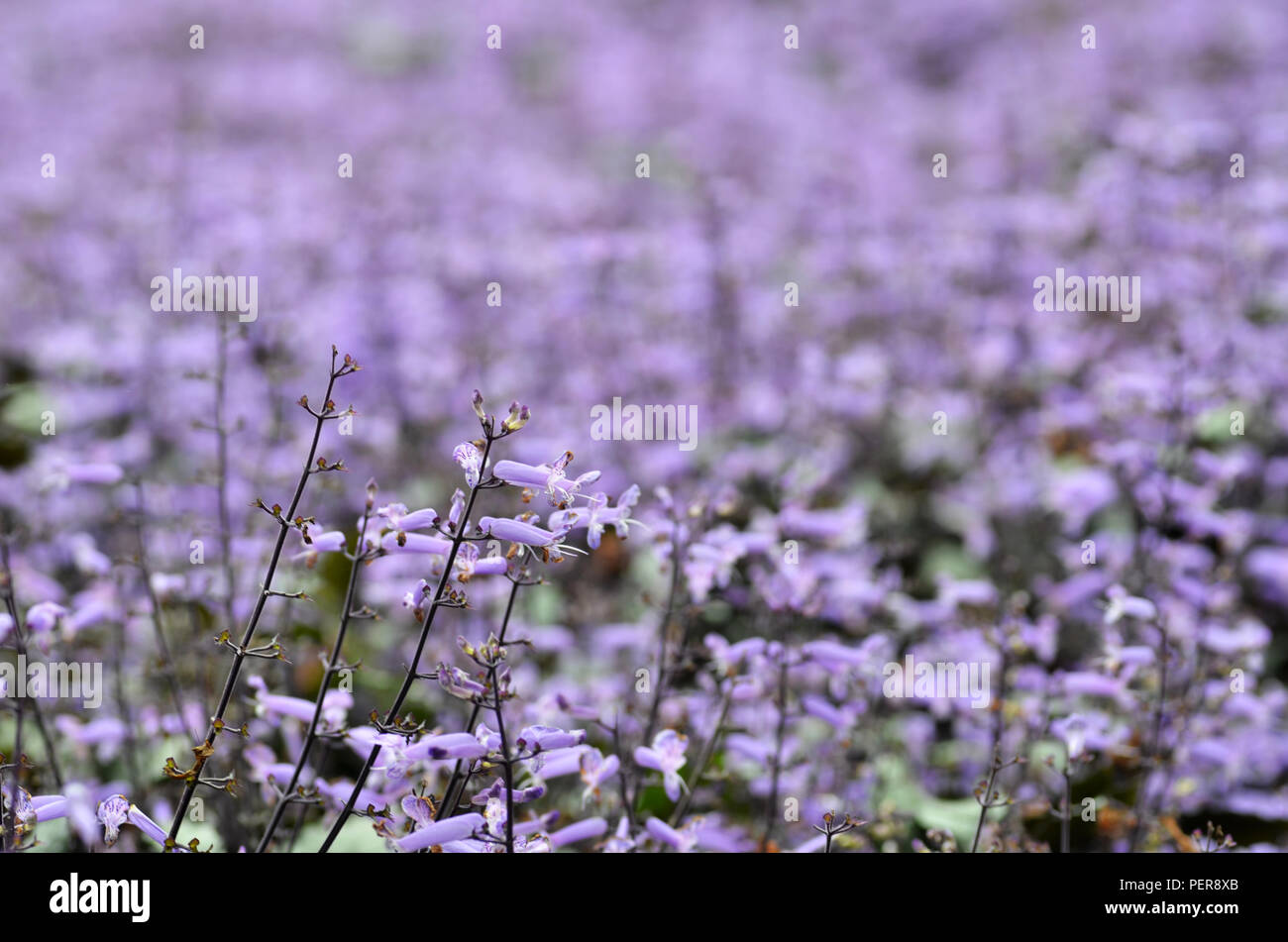 Plectranthus Mona Lavender flowers in the garden Stock Photo - Alamy