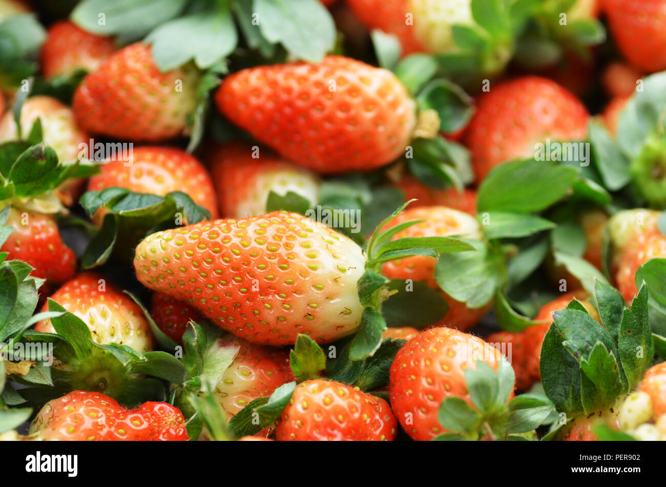 Fresh ripe strawberry from a strawberry garden Stock Photo - Alamy