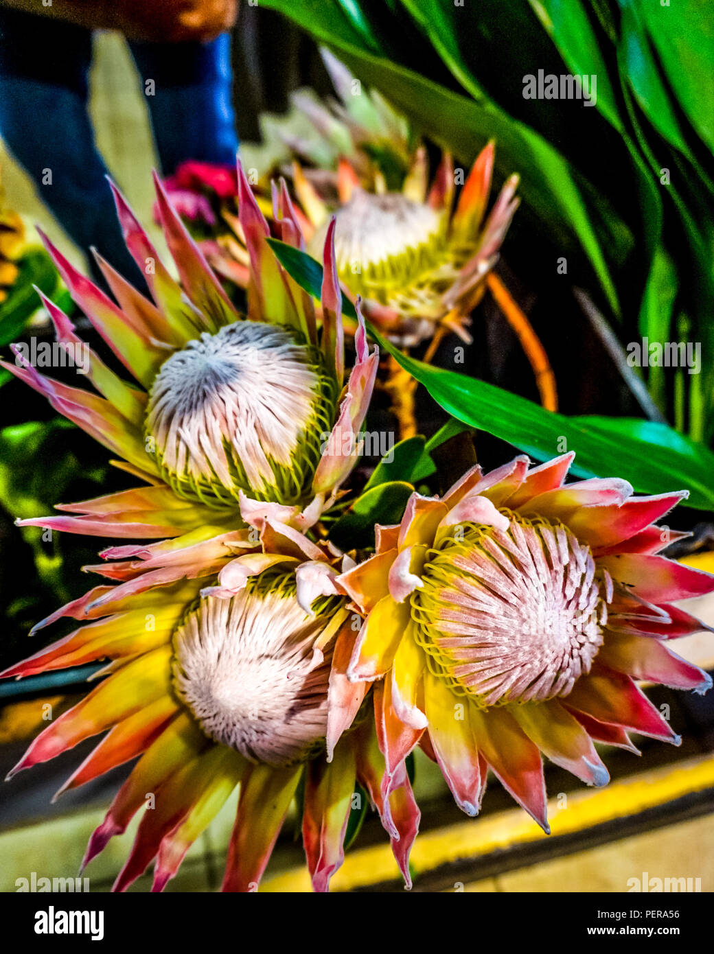 The beautiful flowering King Protea, or sugar bush, which is indigenous to the Cape Floristic Region of South Africa. Stock Photo