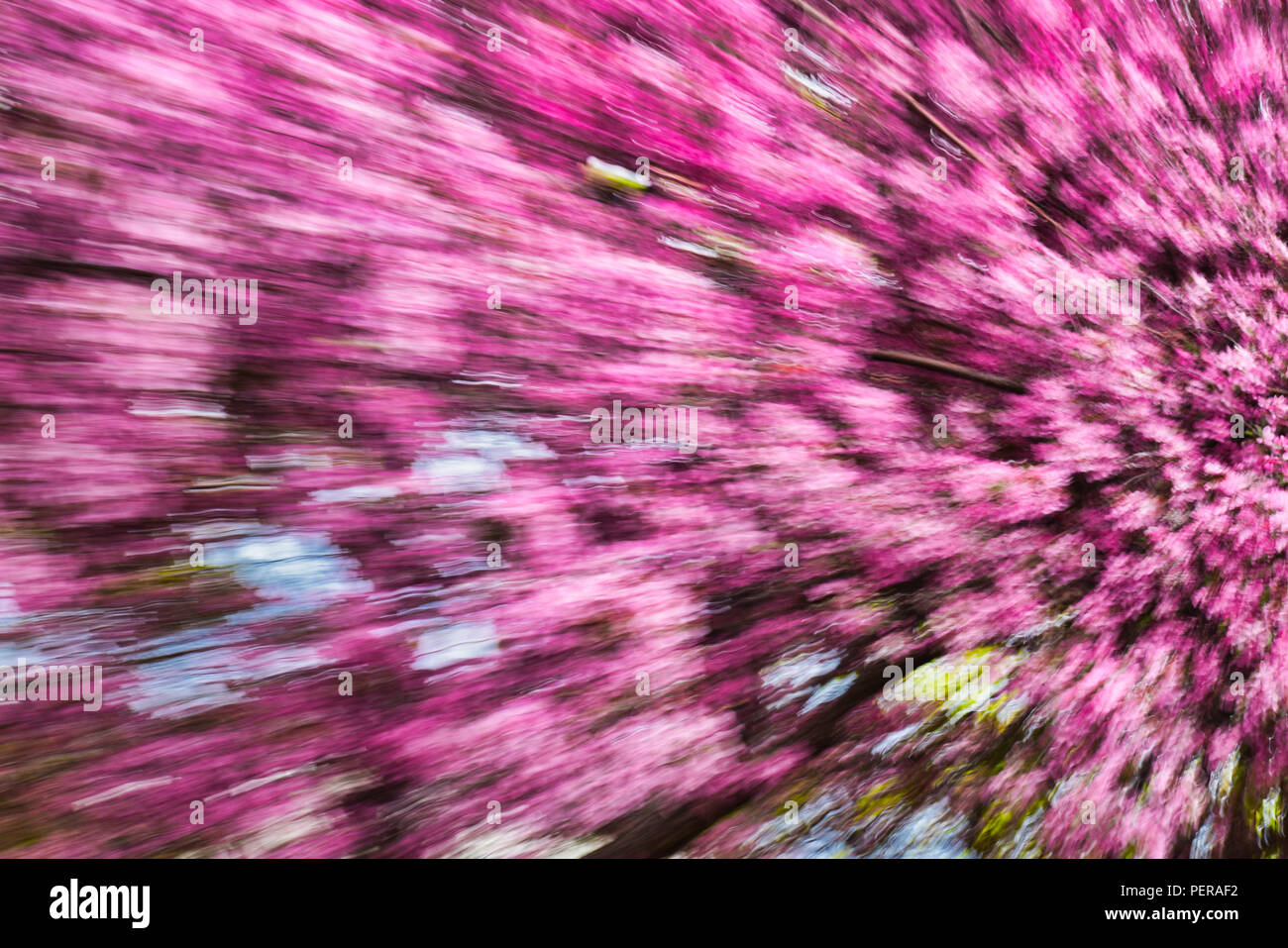 Pink Tree Abstract Abstract of a pink flowing tree Stock Photo - Alamy