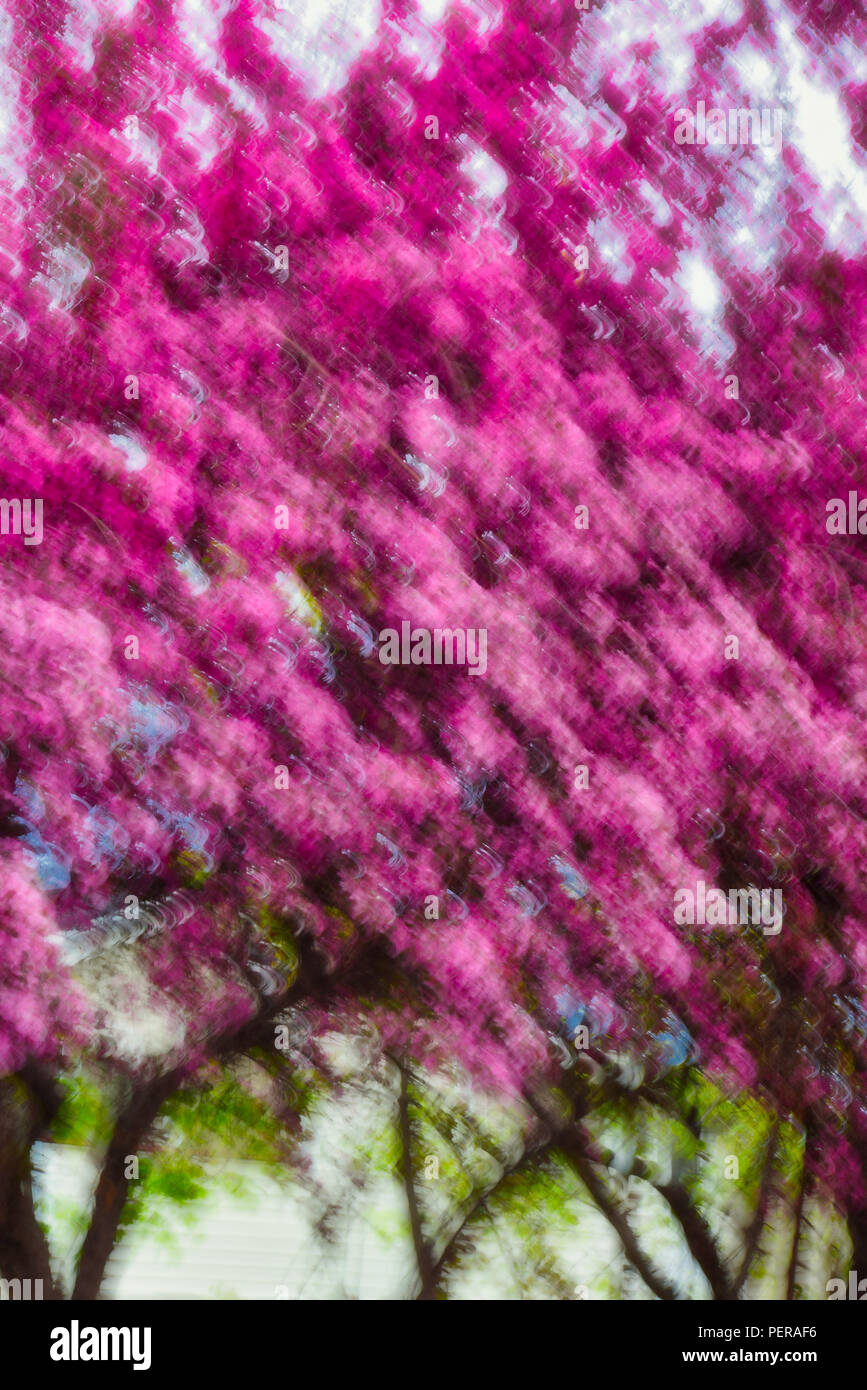 Abstract of a pink flowing tree Stock Photo