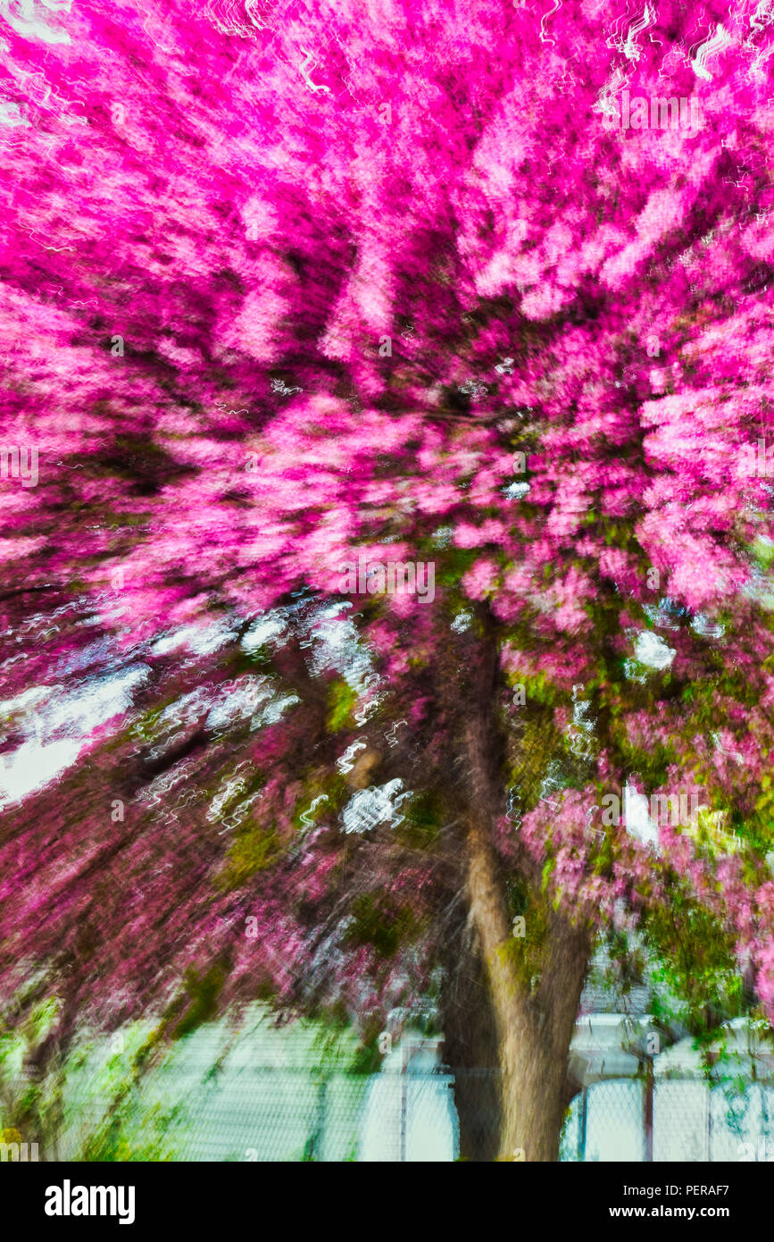 Pink Tree Abstract Abstract of a pink flowing tree Stock Photo - Alamy