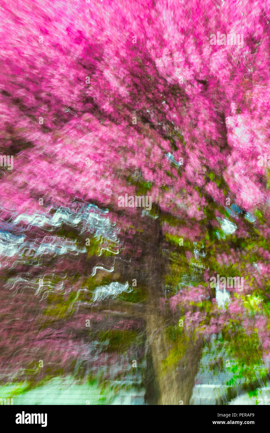 Abstract of a pink flowing tree Stock Photo