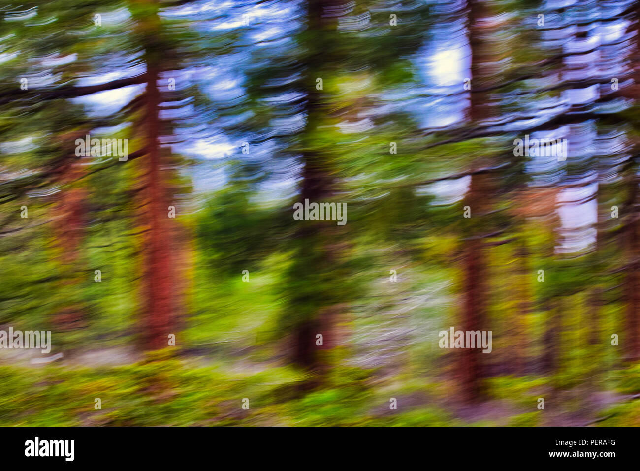 Abstract photo of a Ponderosa forest. Stock Photo