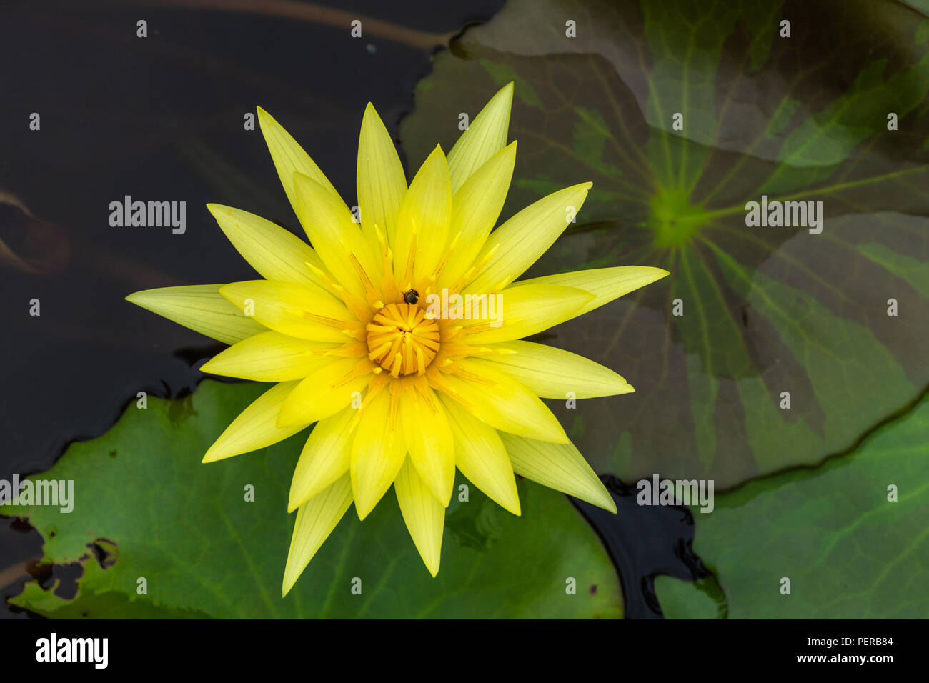 Beautiful yellow lotus with insect in swamp in park Stock Photo - Alamy