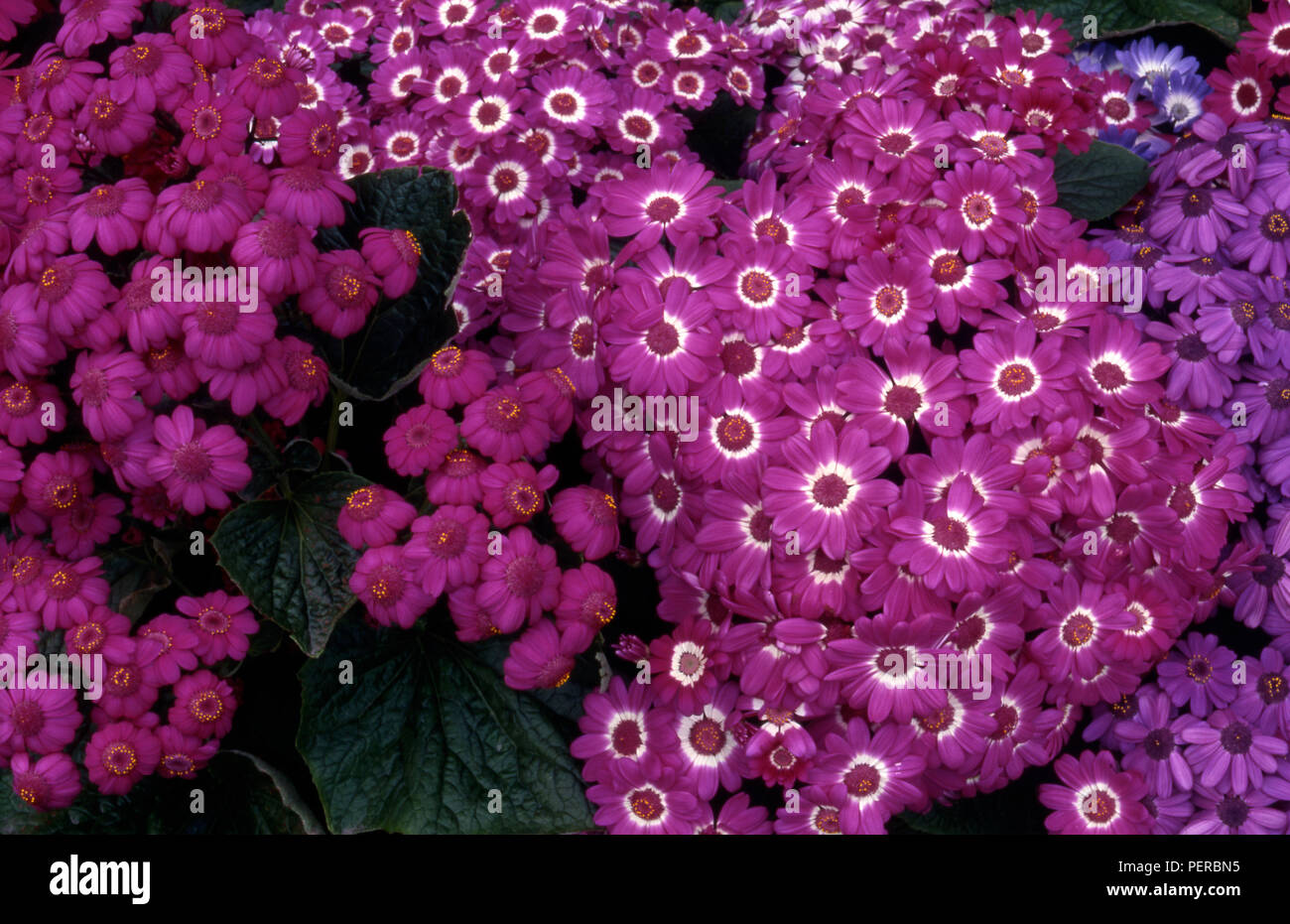 Pink and purple Cineraria flowers (Senecio cruenta) Stock Photo