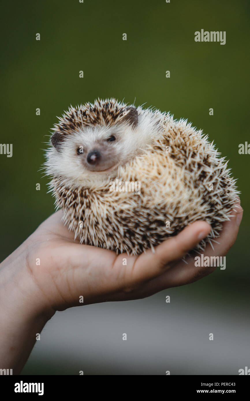 A hedgehog as the ball hi-res stock photography and images - Page