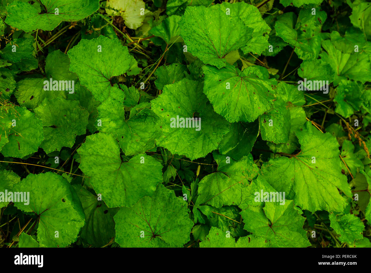 Begonia leaves pattern after rain Stock Photo