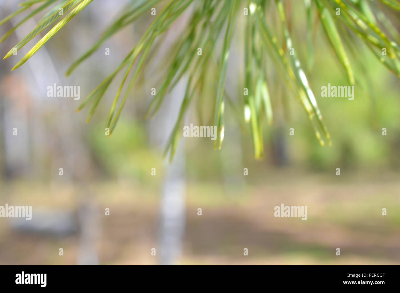 green sprig of spruce pine tree closeup in the forest Stock Photo - Alamy
