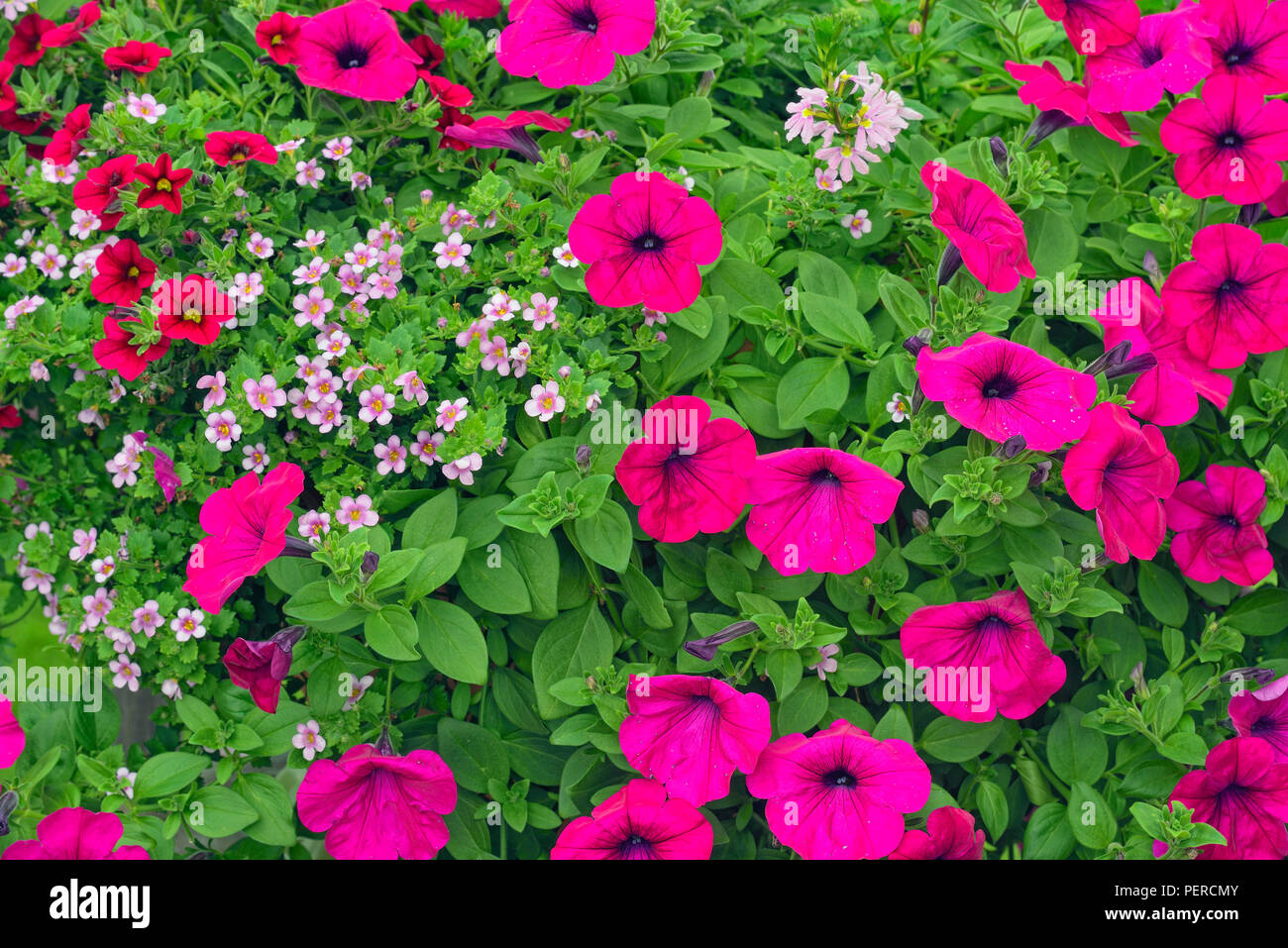 Summer flowers in display pots, Greater Sudbury, Ontario, Canada Stock Photo