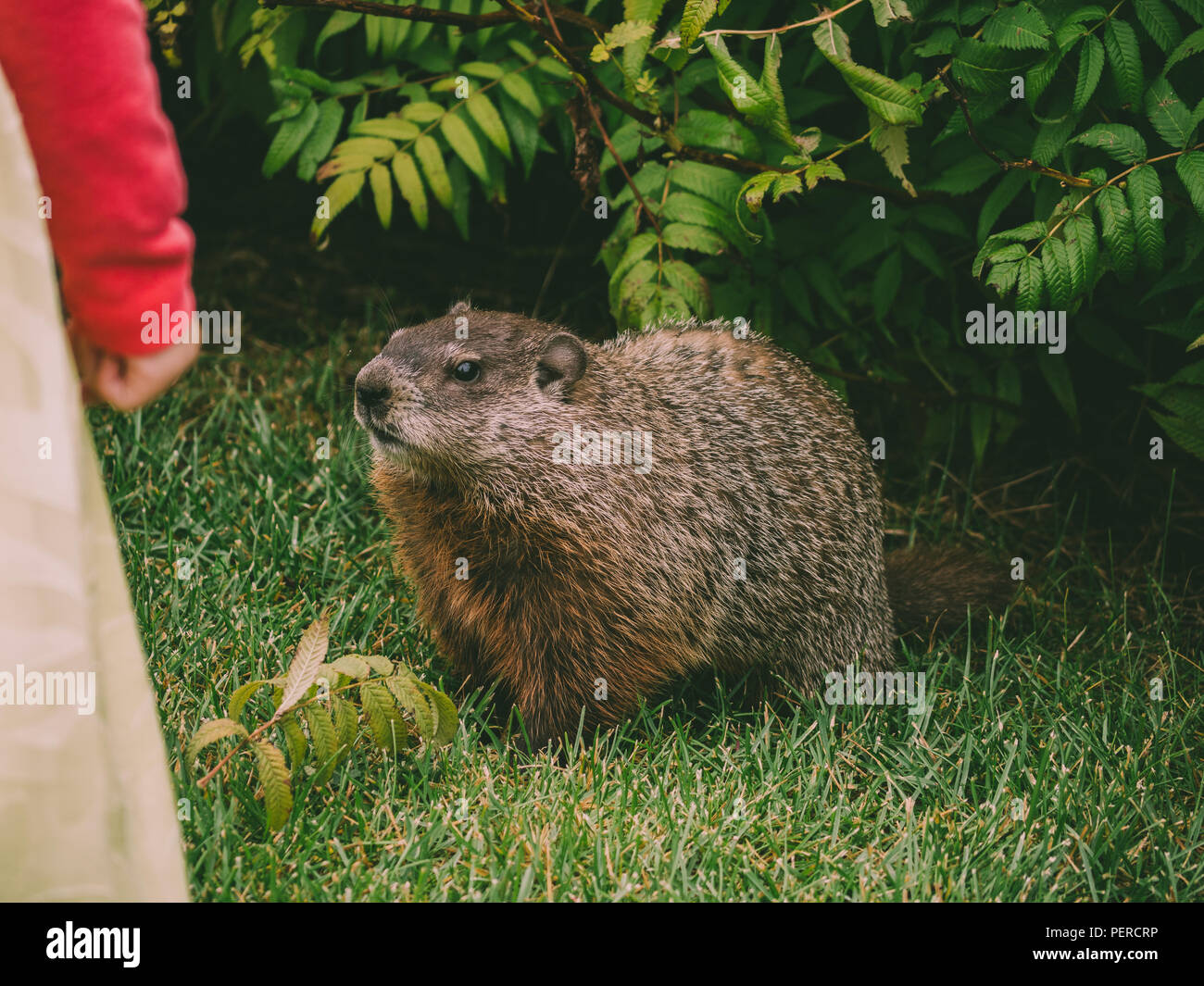 Beaver close up interested in little girls hand ottawa canada Stock Photo