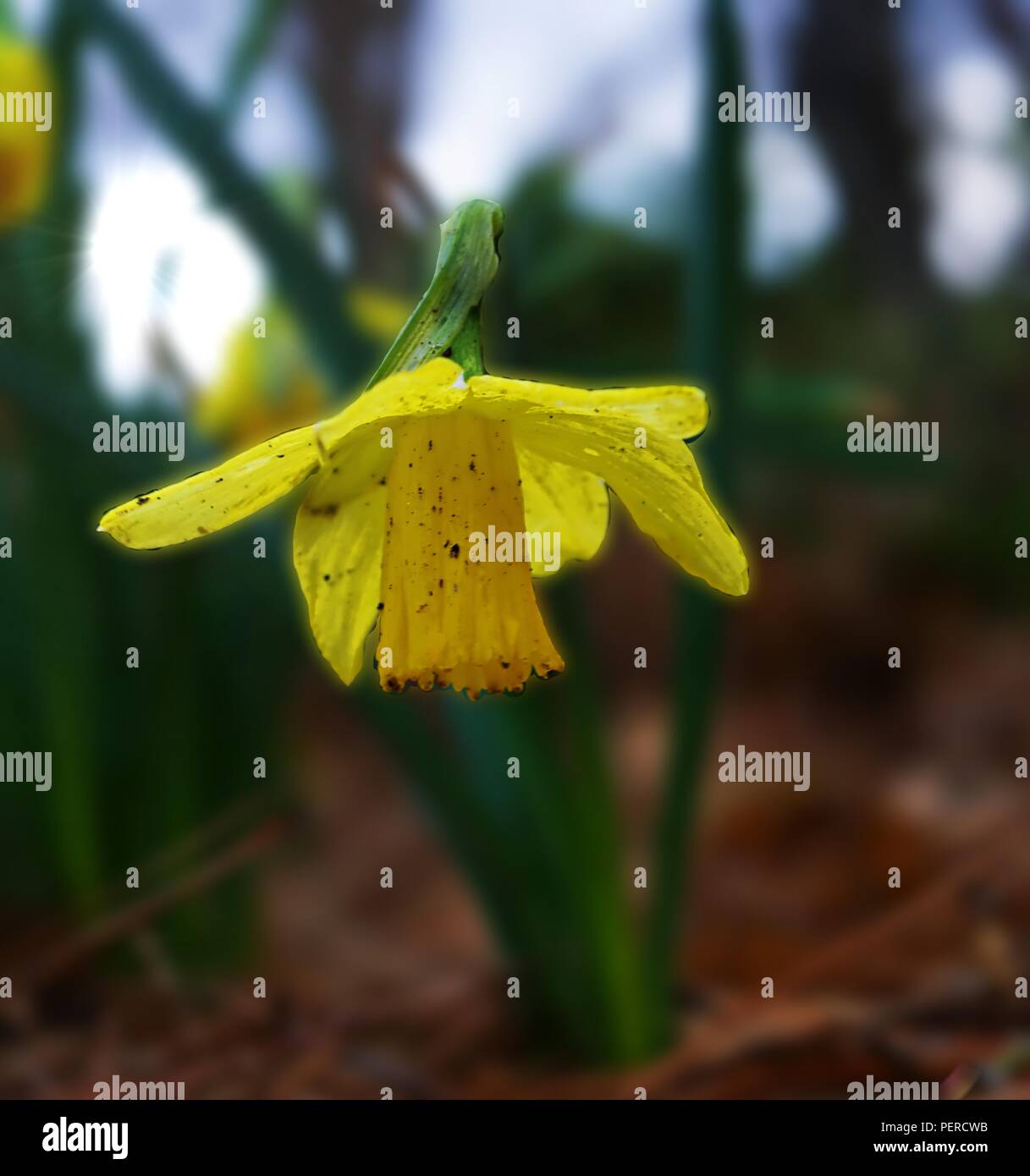 Oklahoma spring hires stock photography and images Alamy