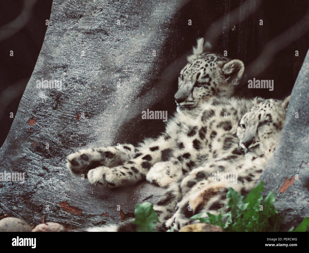 Leopard Cuddle two cute teenager snow leopard sitting and sleeping next to each other ...