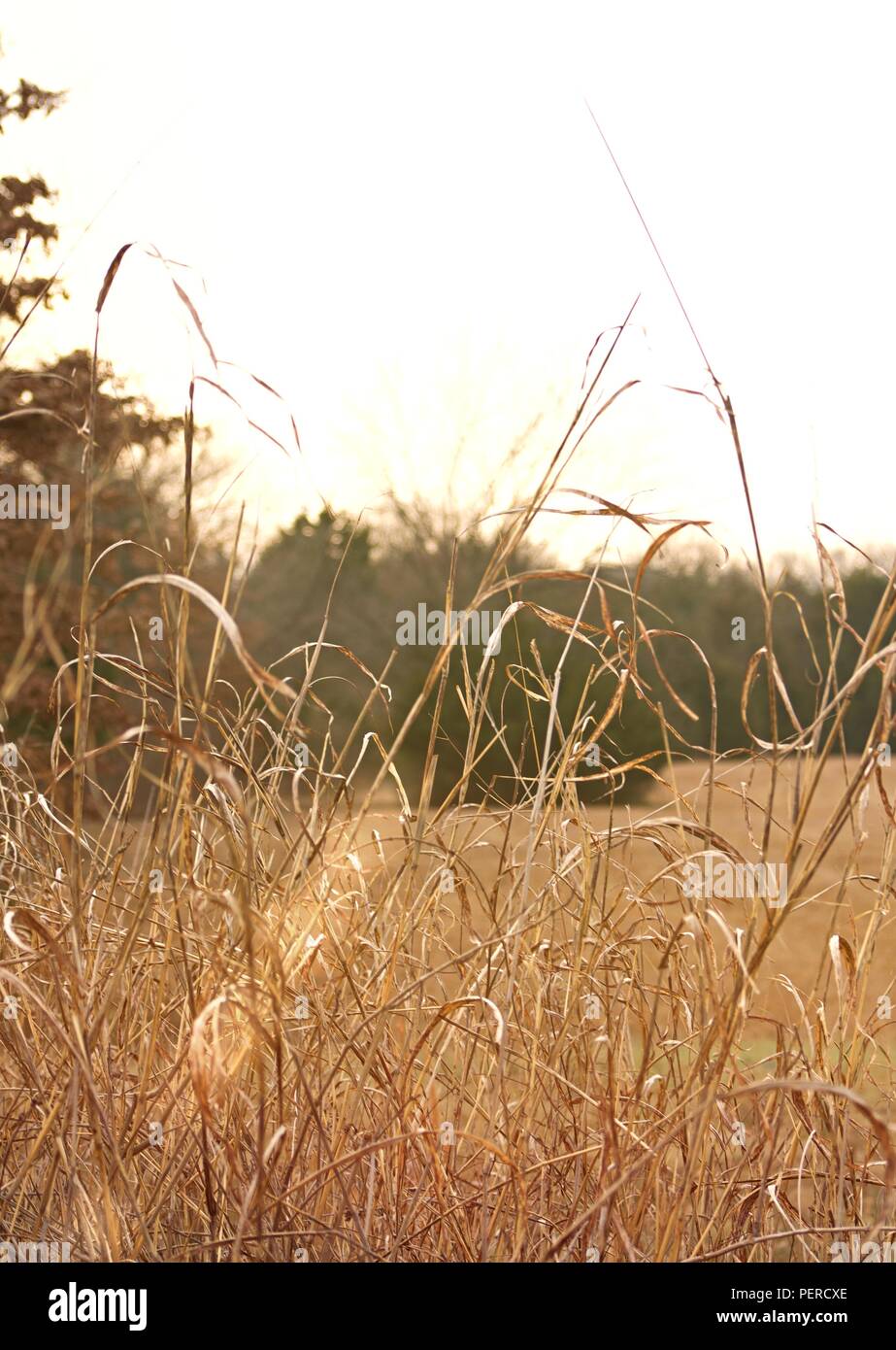 Hay grass hires stock photography and images Alamy