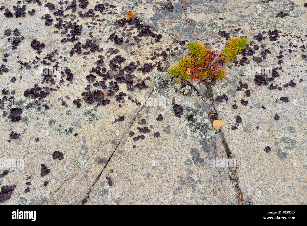 Lichens and pine seedling on the Precambrian Shield, Prelude Lake Territorial Park, Yellowknife, Northwest Territories, Canada Stock Photo