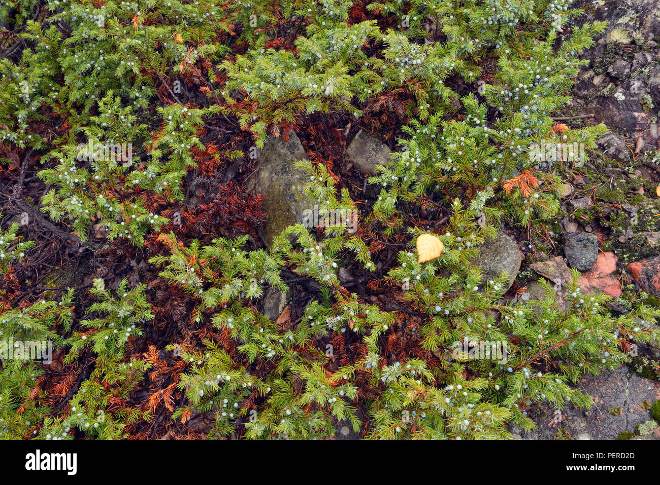 Juniper bush and berries, Yellowknife, Northwest Territories, Canada Stock Photo