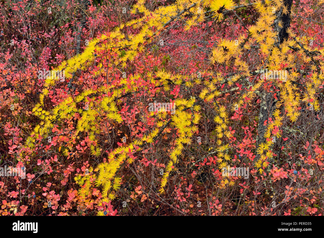 Barrenground vegetation in autumn near Ennadai Lake- larch, blueberry, Arctic Haven Lodge, Ennadai Lake, Nunavut Territory, Canada Stock Photo