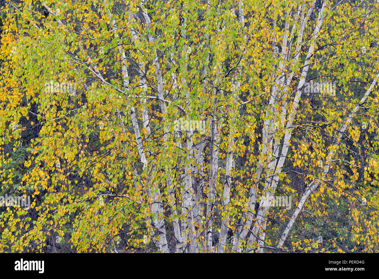 Autumn birch tree, Prelude Lake Territorial Park, Yellowknife, Northwest Territories, Canada Stock Photo