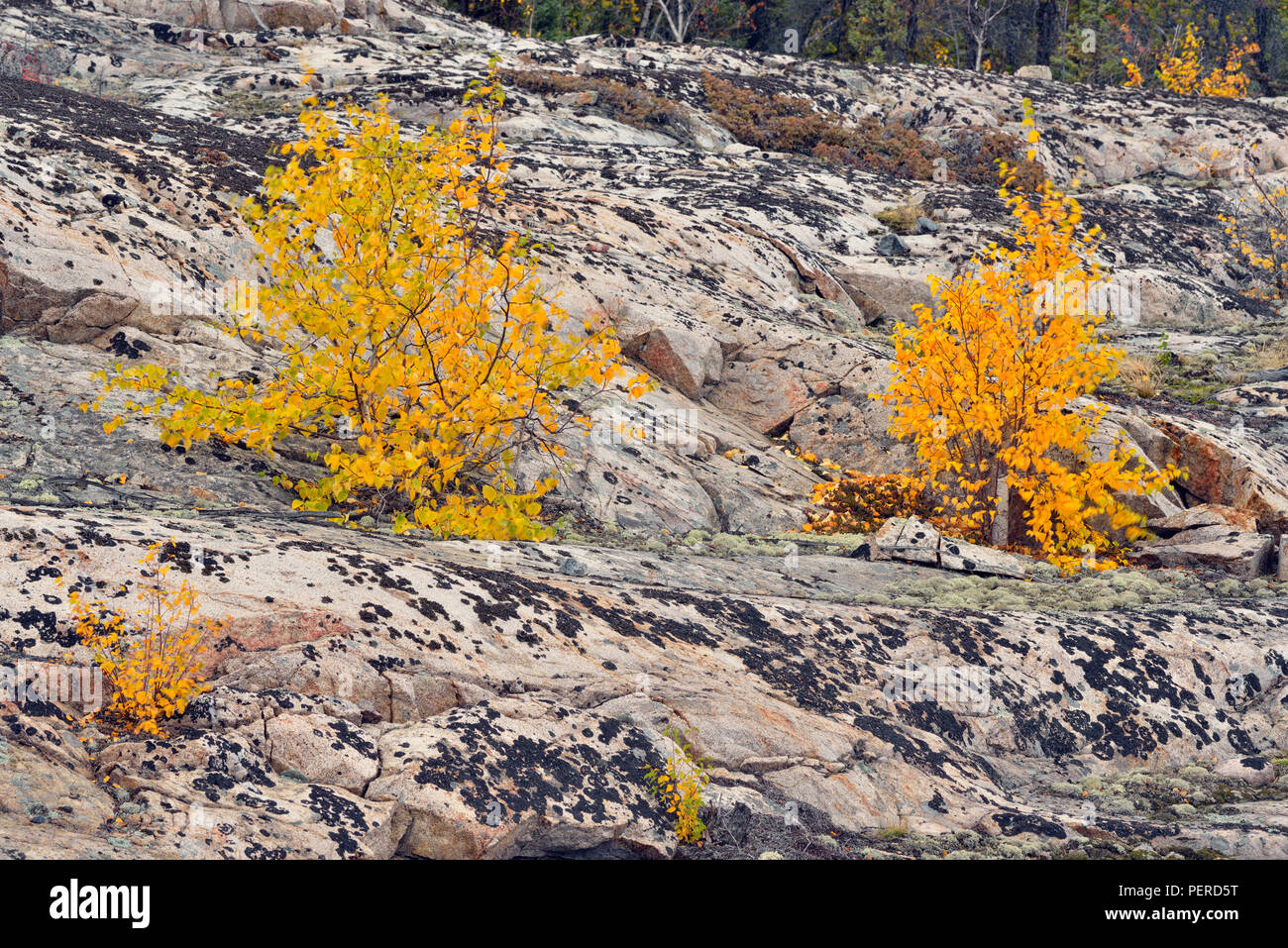 Autumn aspens and rock outcrops, Yellowknife, Northwest Territories, Canada Stock Photo