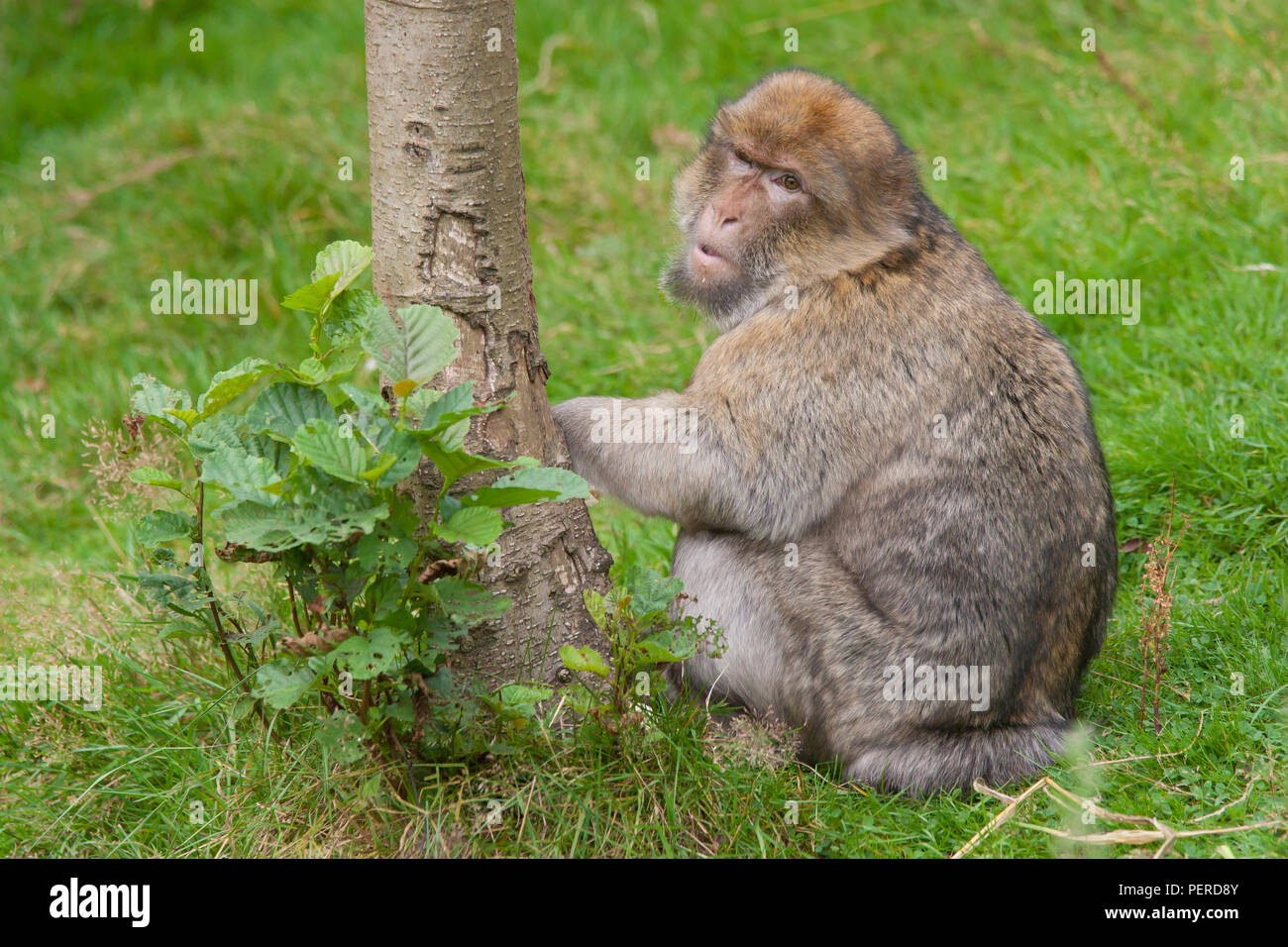 Barbary Maxaque at Trentham Monkey Forest in Stoke on Trent Stock Photo