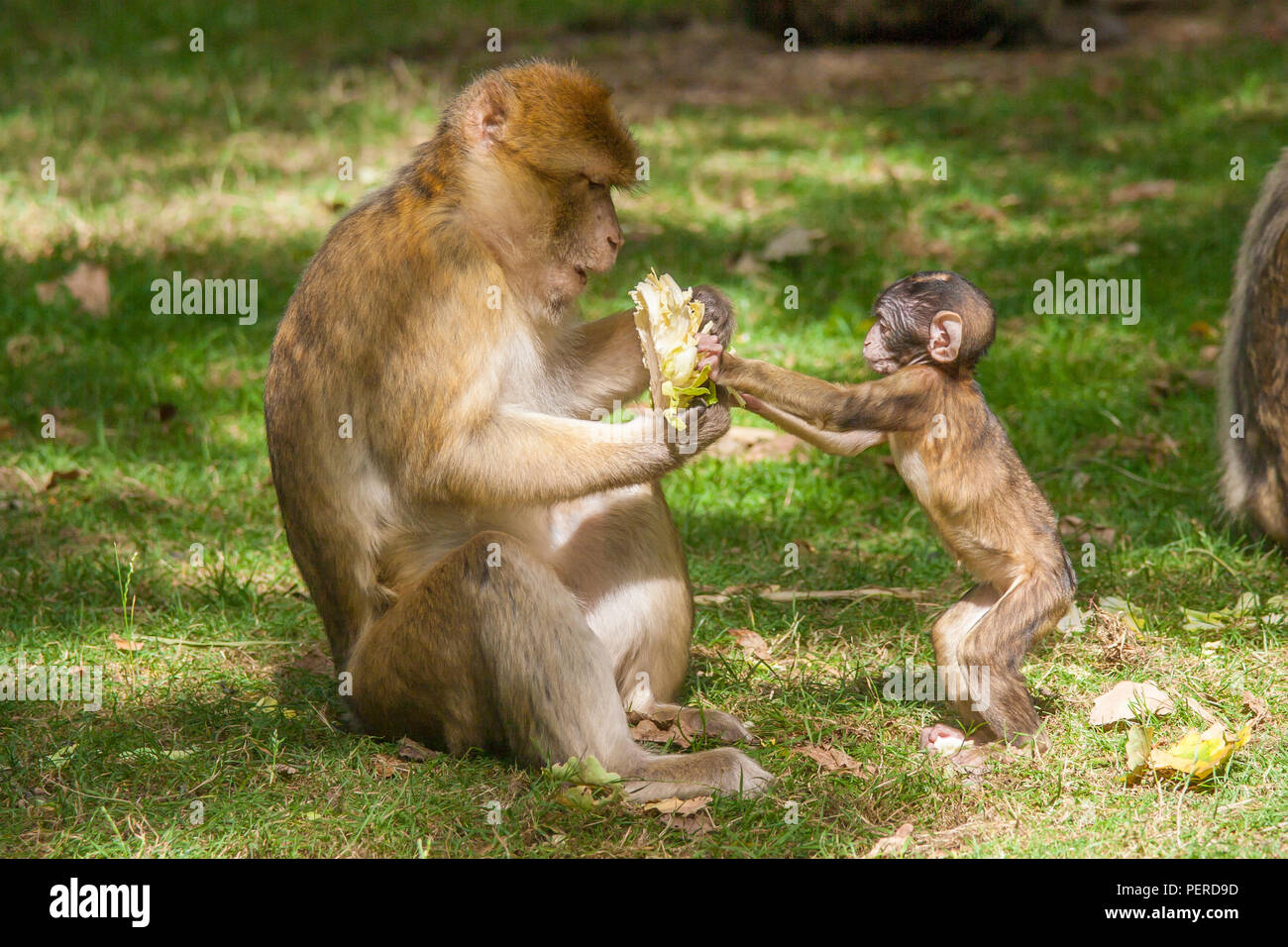 Barbary Maxaque at Trentham Monkey Forest in Stoke on Trent Stock Photo
