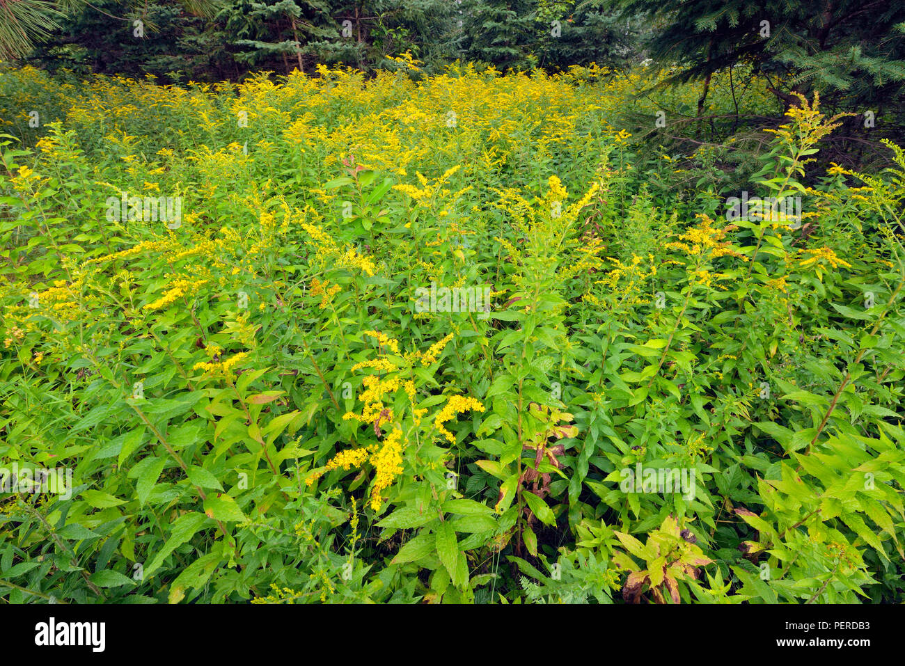 Canada goldenrod (Solidago canadensis) colony, Greater Sudbury, Ontario, Canada Stock Photo