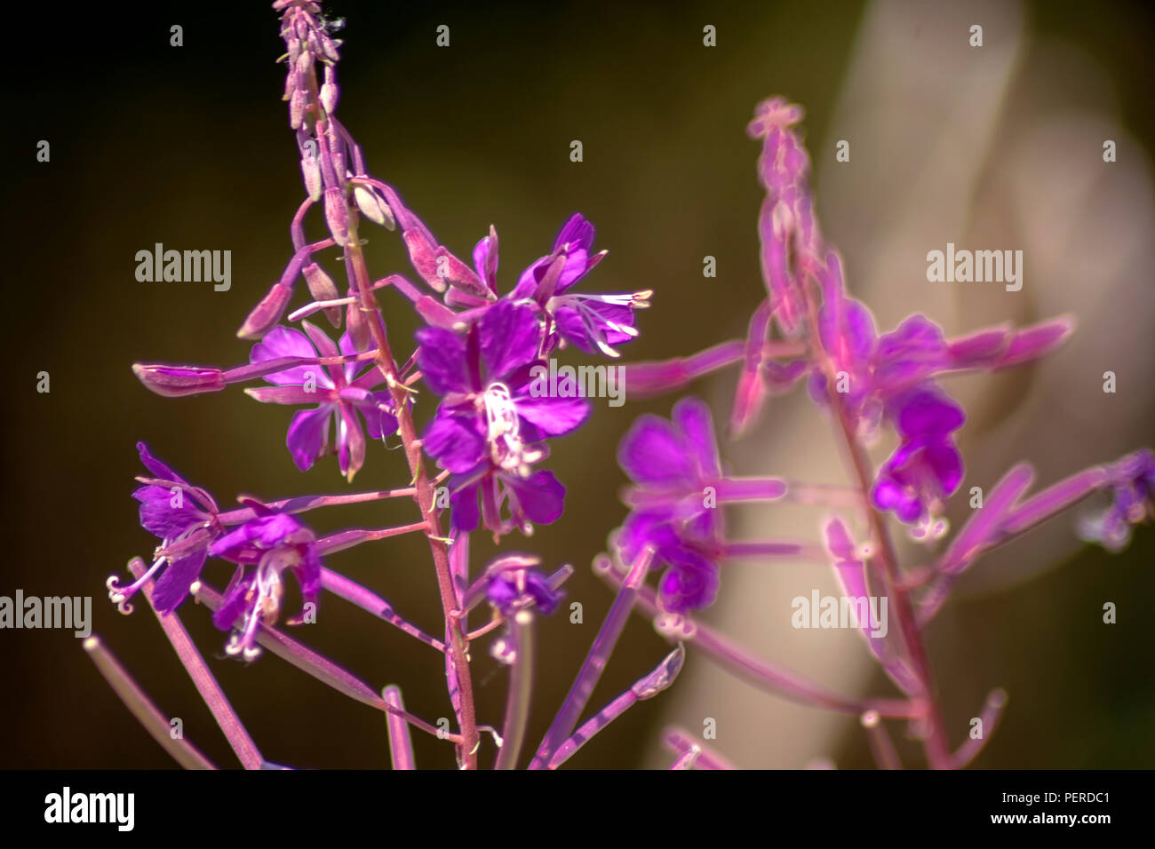 Concept flora : Lythraceae Stock Photo