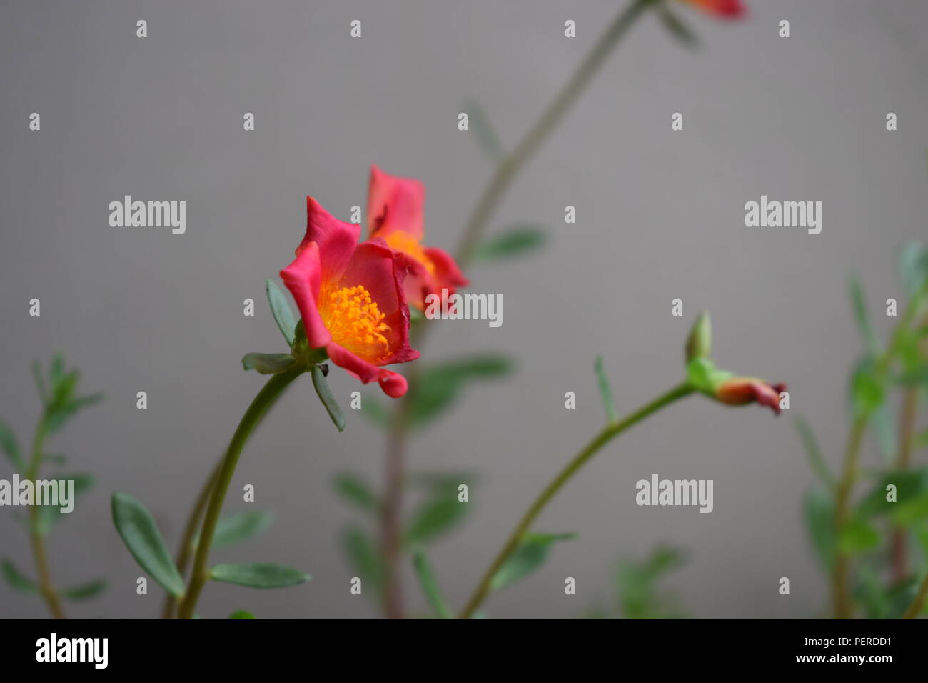 Flowery diary Stock Photo