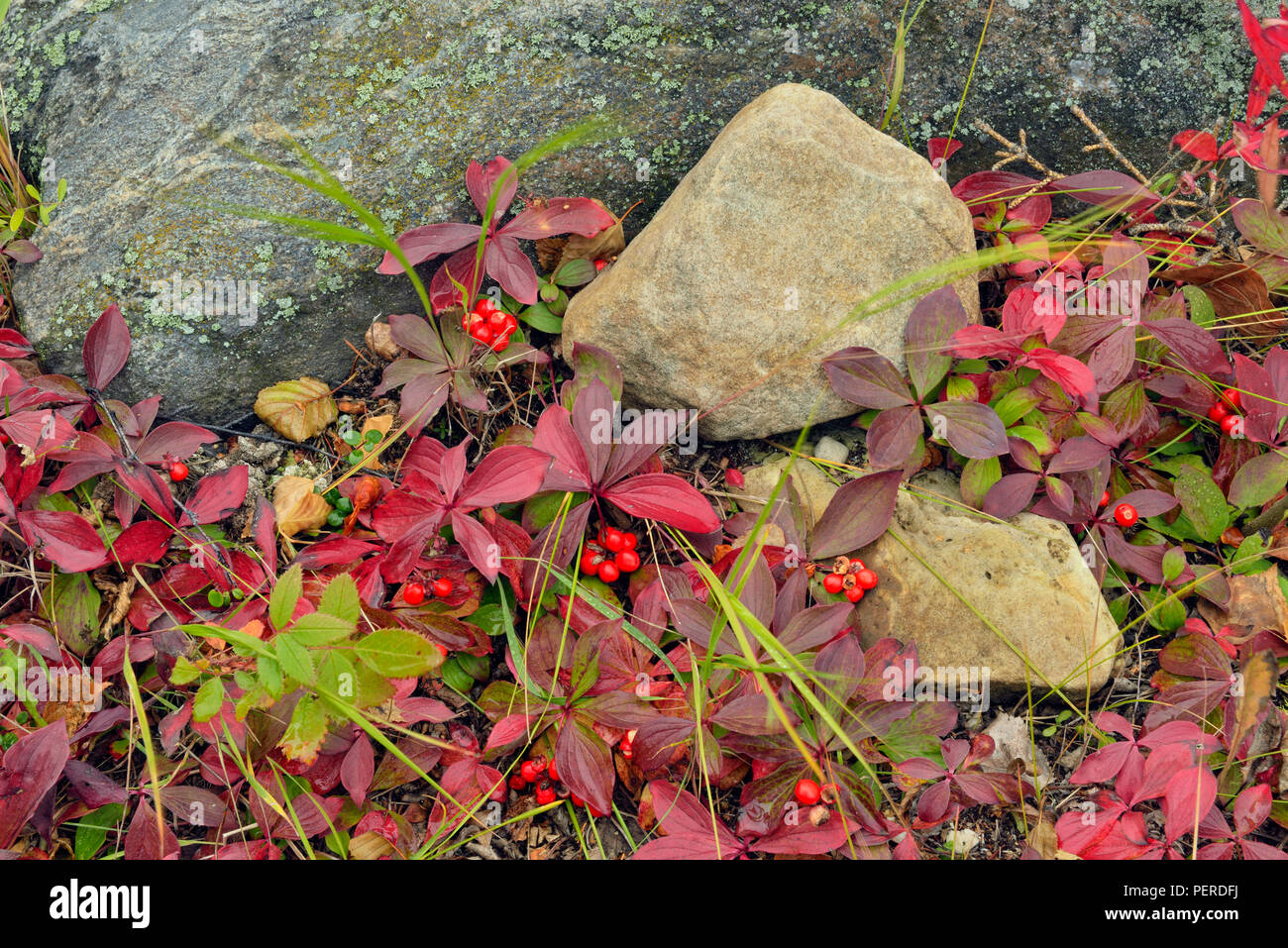 Bunchberry (Cornus Canadensis) in autumn colour, North Arm Territorial Park, Northwest Territories, Canada Stock Photo