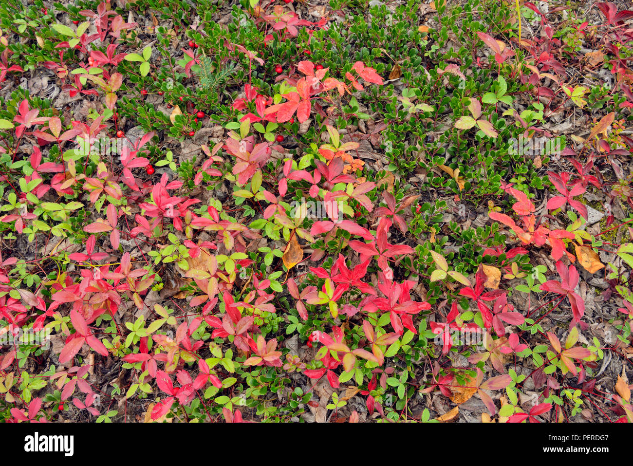Bunchberry (Cornus Canadensis) in autumn colour, North Arm Territorial Park, Northwest Territories, Canada Stock Photo