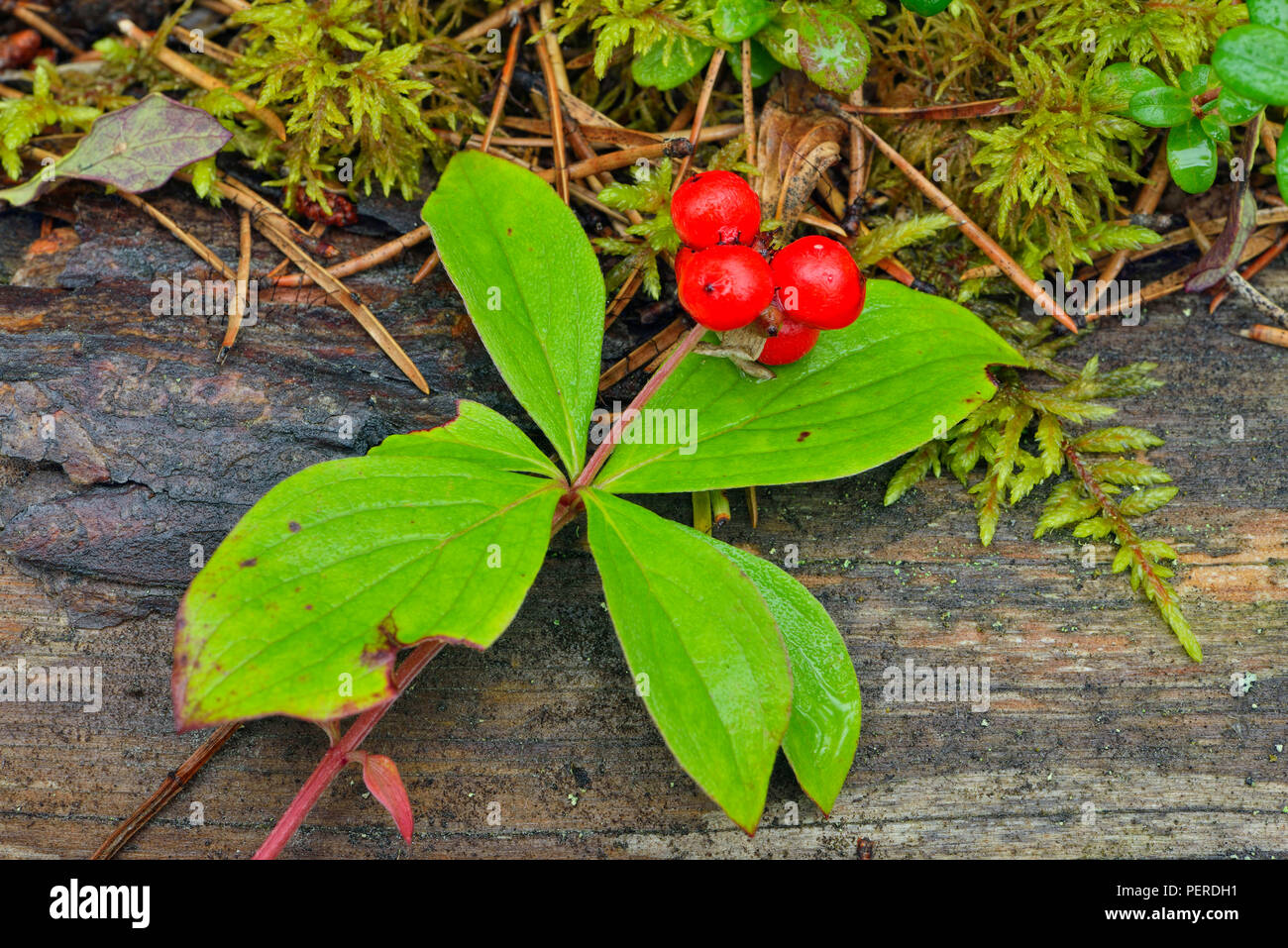 Jack pine woodland understory- Bunchberry (Cornus Canadensis), Queen Elizabeth Territorial Park, Fort Smith, Canada Stock Photo