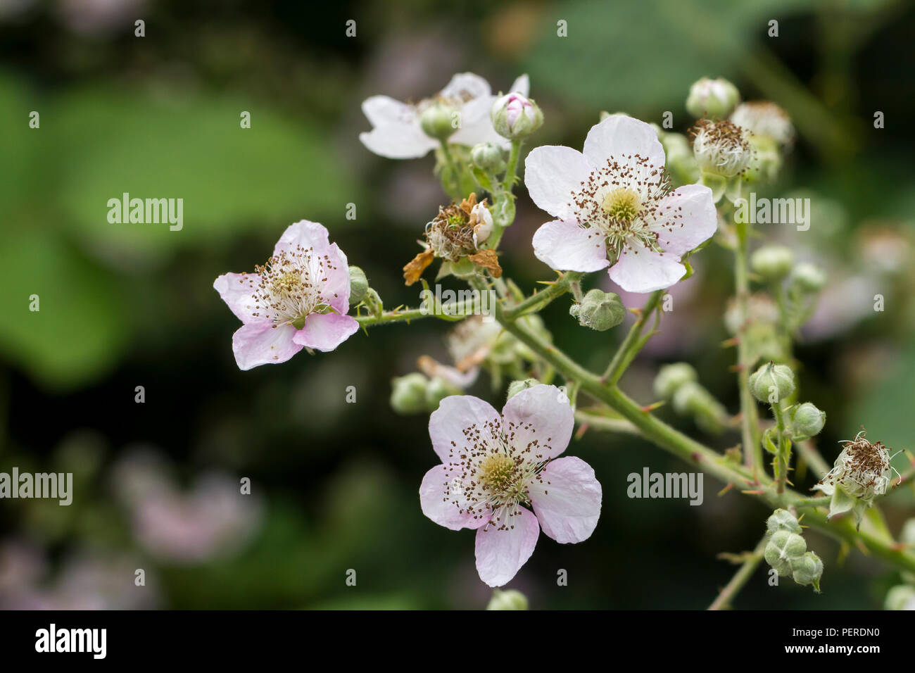 Flowering Bramble High Resolution Stock Photography and Images - Alamy