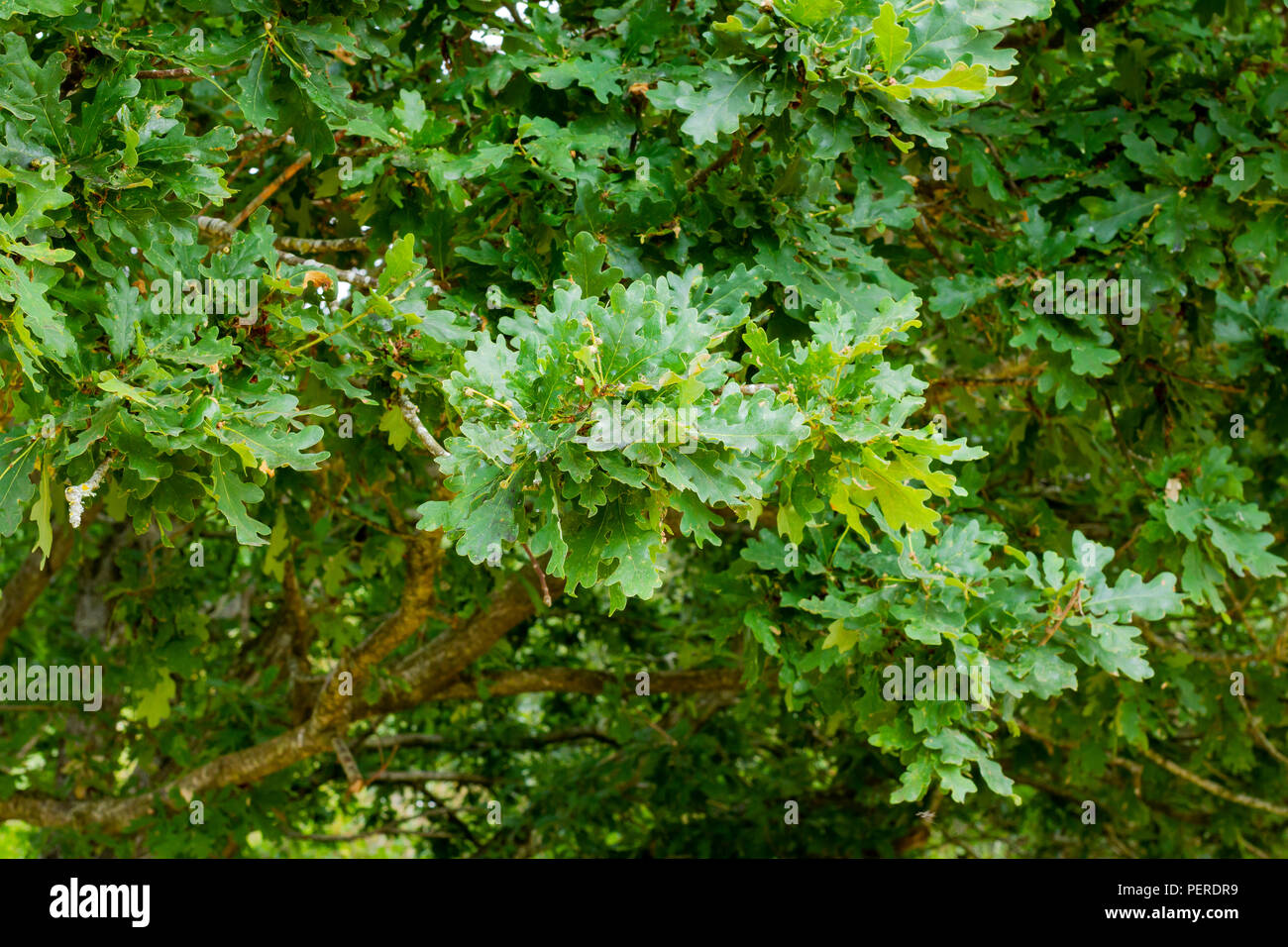 Pedunculate, English oak leaves  in summertime, Dorset, UK Stock Photo