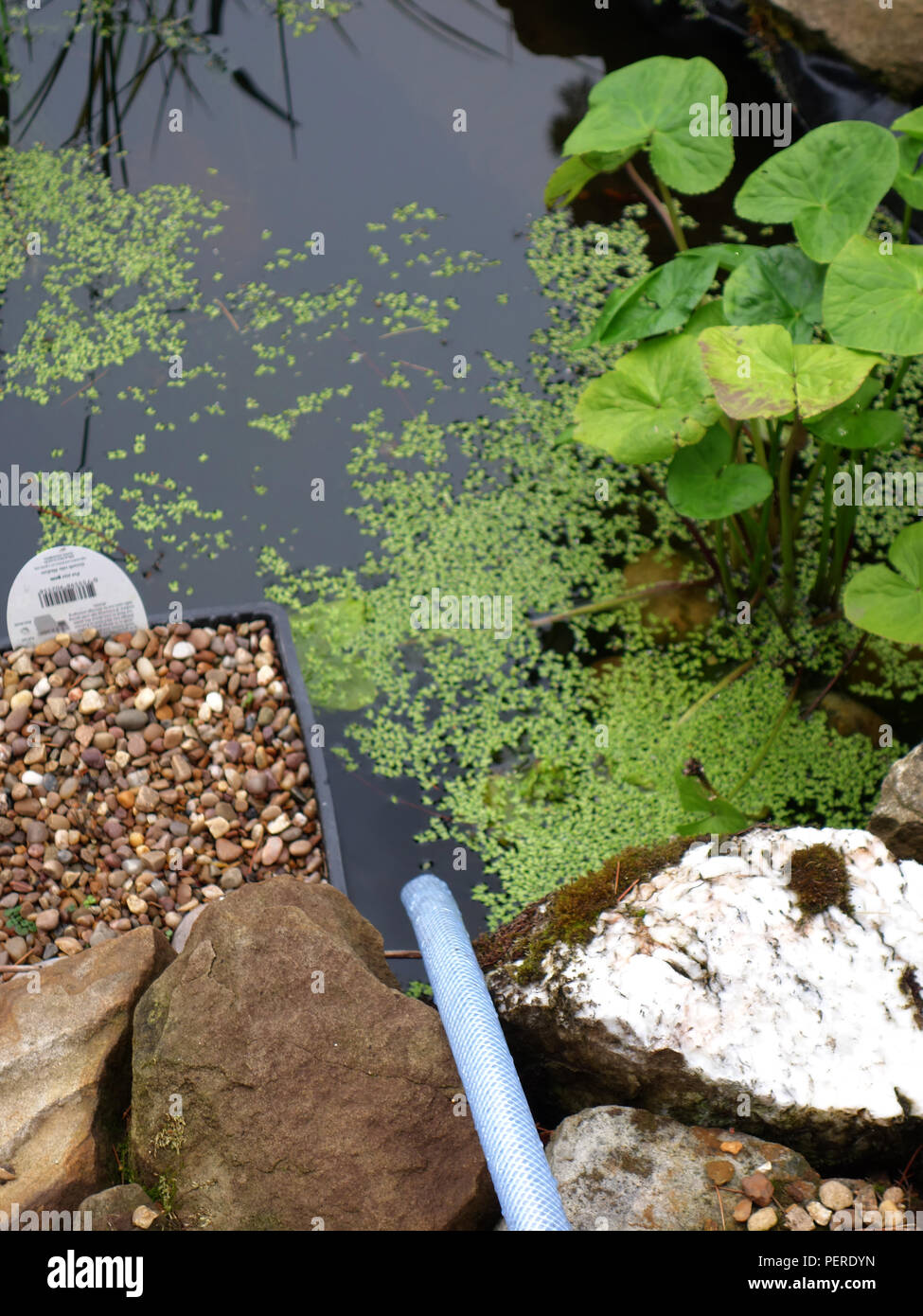 Perdyn Pipe ready to top up water into a cottage small pretty garden pond in ...