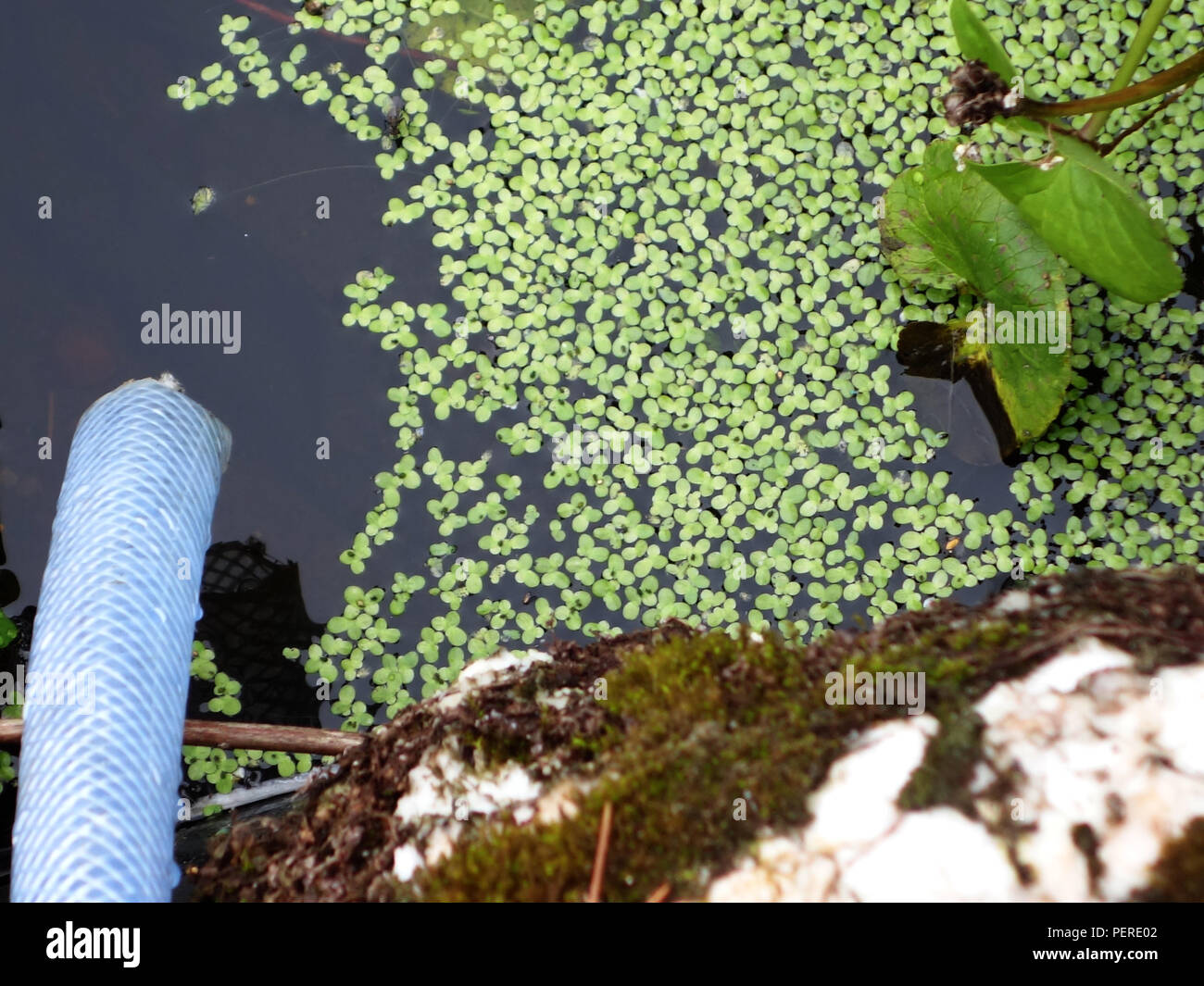 Perdyn Kidney shaped pond hi-res stock photography and images - Alamy