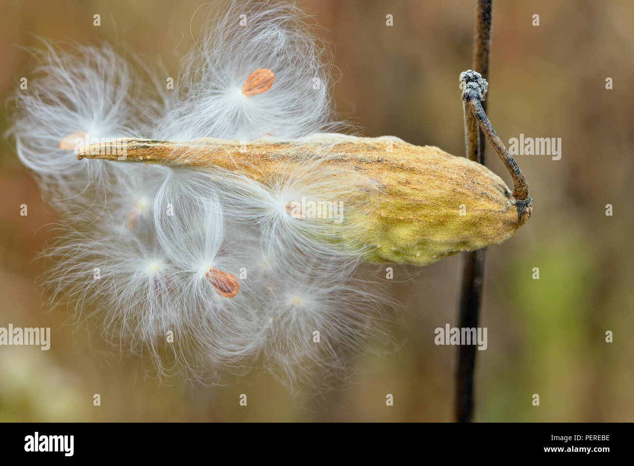 Common Milkweed (Asclepias syriaca) Pod releasing windborne seeds, Greater Sudbury, Ontario, Canada Stock Photo