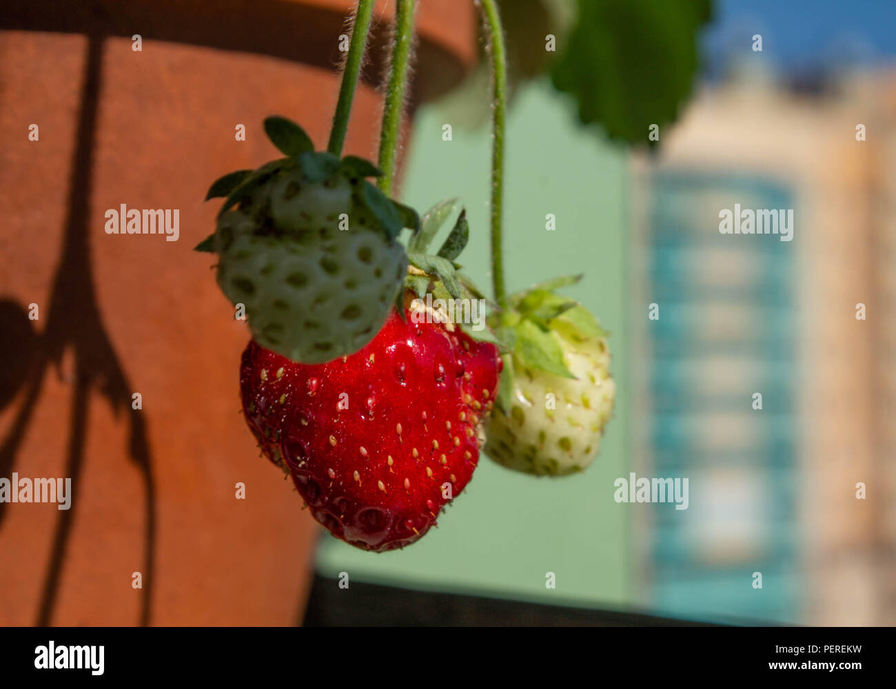 strawberry berries grow on the balcony Stock Photo Alamy