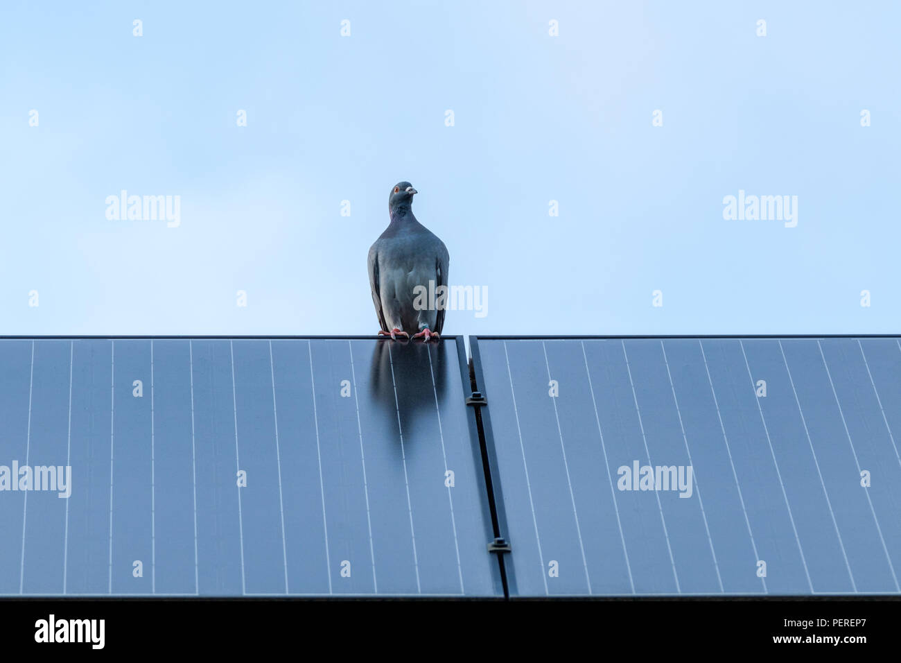 Homing pigeon on solar panel at the top of the roof of my house. Stock Photo