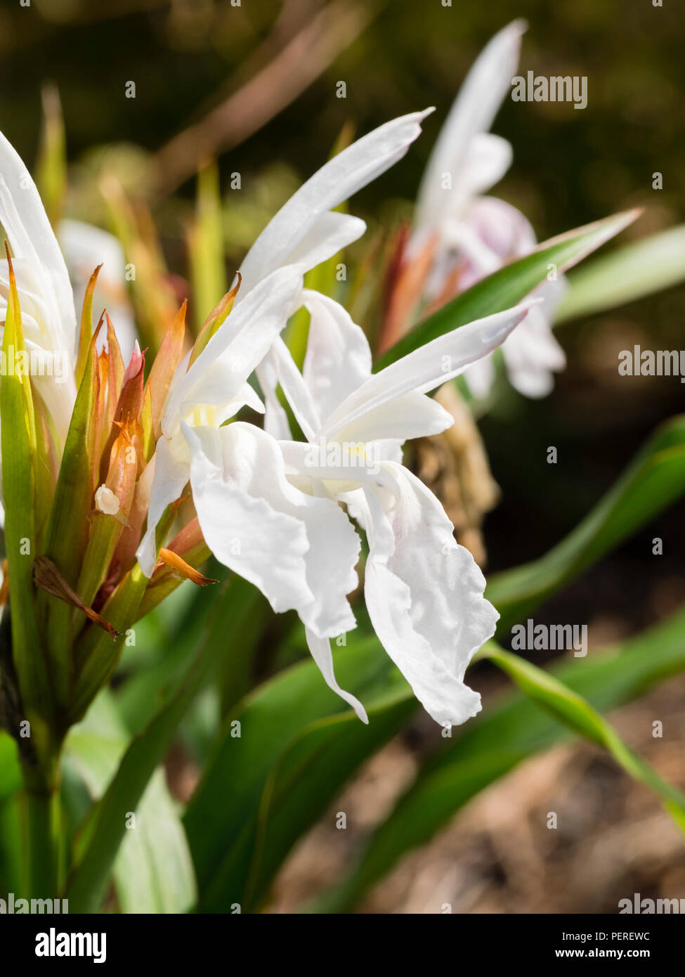 White, late summer  flowers of the hardy perennial ginger, Roscoea × beesiana 'Monique Stock Photo