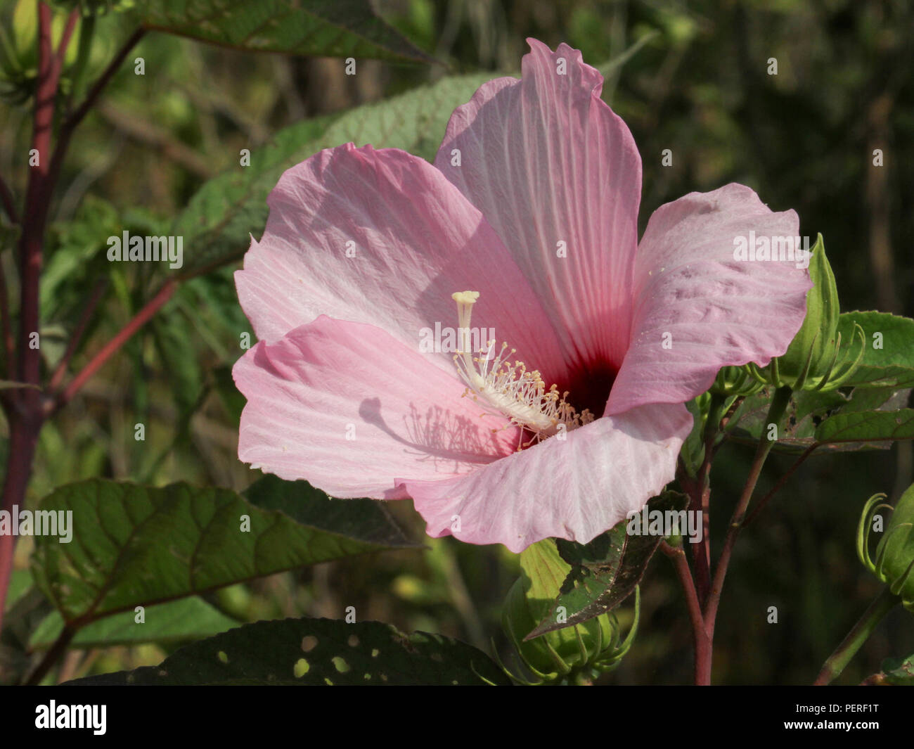 A blossoming native hibiscus from southeastern Alabama, USA. Stock Photo