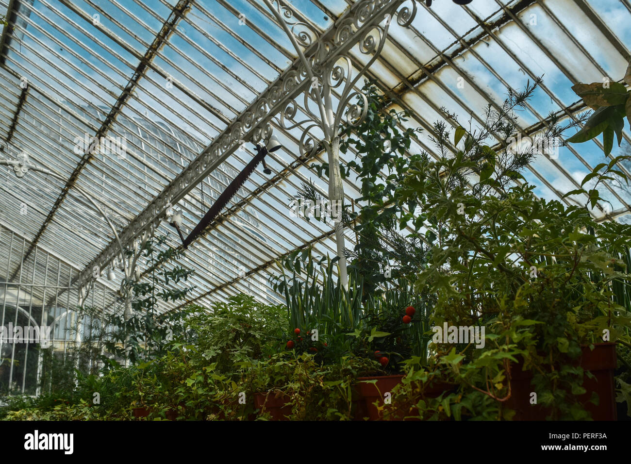 Greenhouse botanic gardens belfast hi-res stock photography and images ...